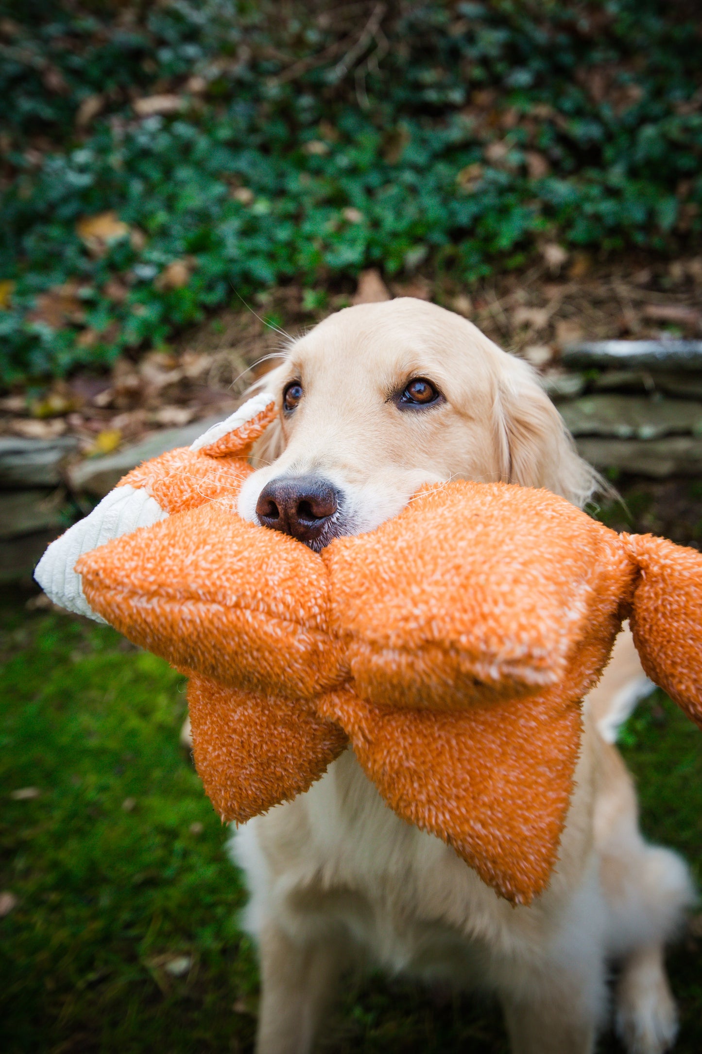 Dog Toy Squooshie Fox Plush Toy for Daily Use for Comfort main product image for dogs and cats