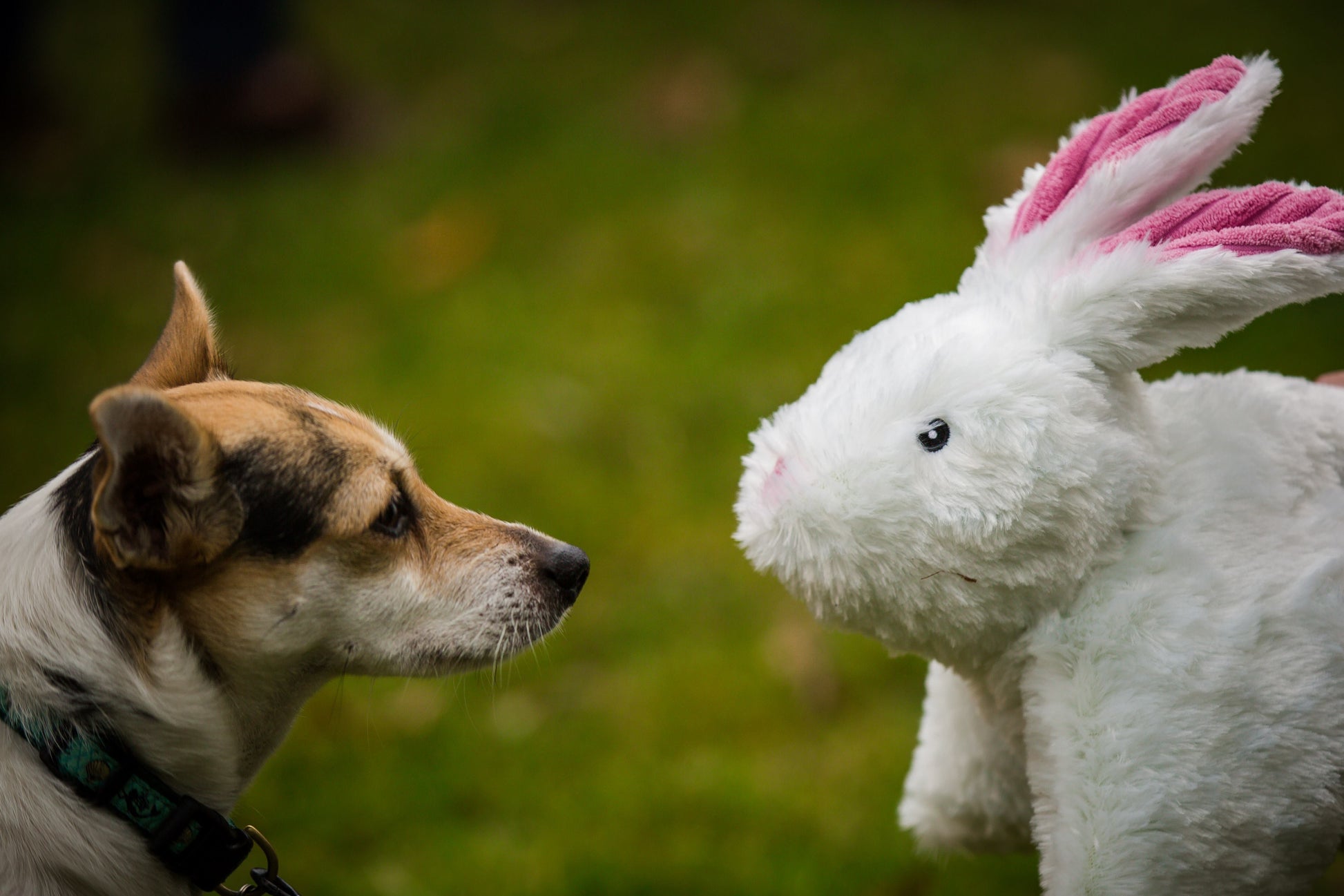 Dog Toy Squooshie Bunny Plush Toy for Daily Use for Comfort main product image for dogs and cats