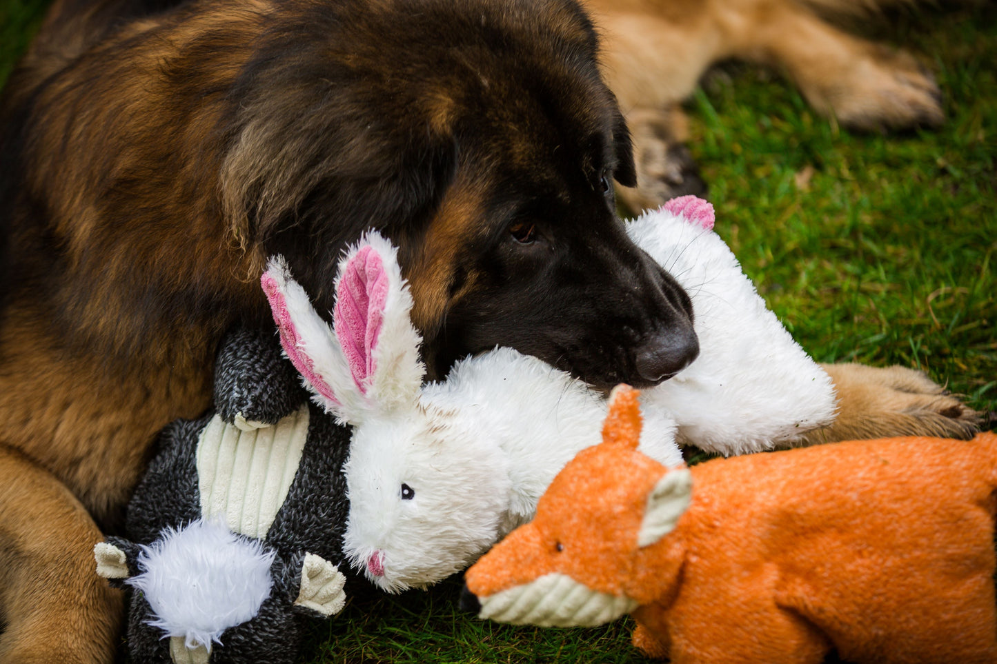 Dog Toy Squooshie Bunny Plush Toy for Daily Use for Comfort main product image for dogs and cats