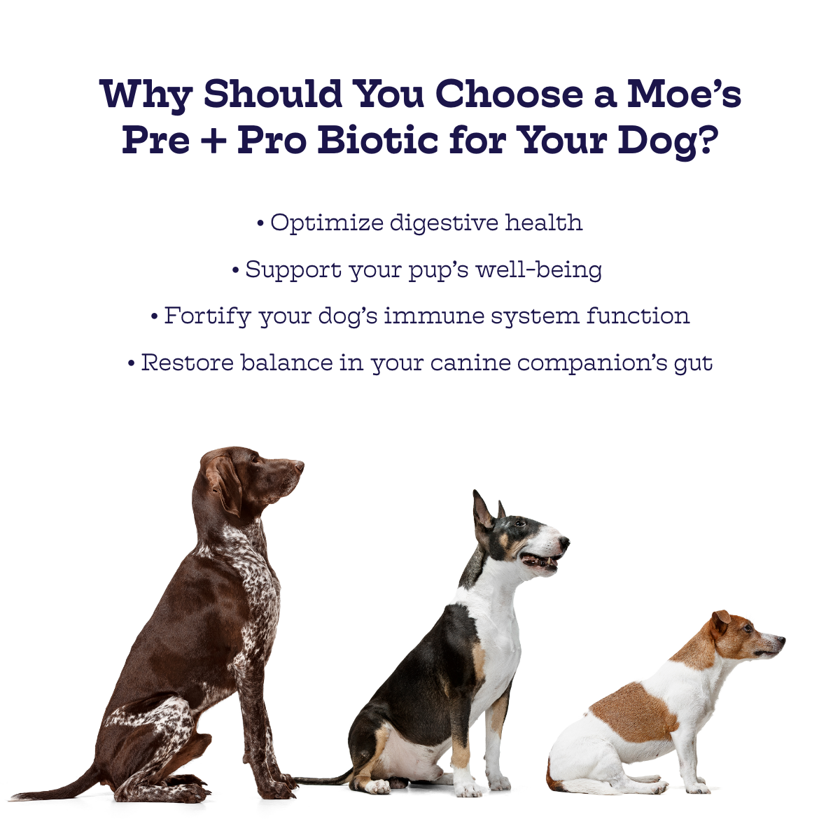 Pre + Pro Biotic Chews - gallery image 6