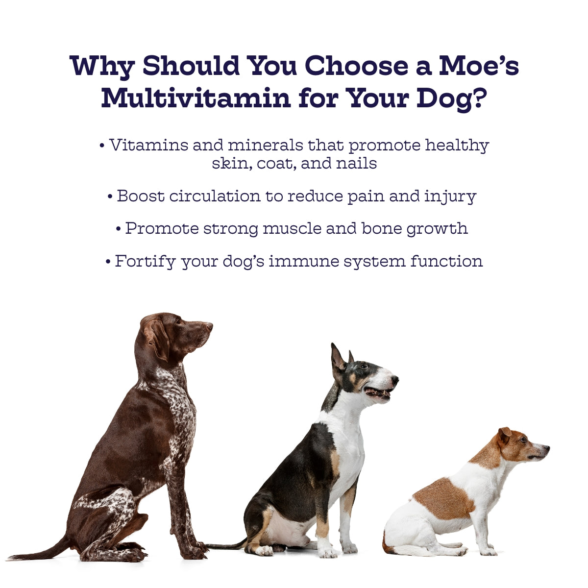 Multi-Plus Chews - lifestyle view