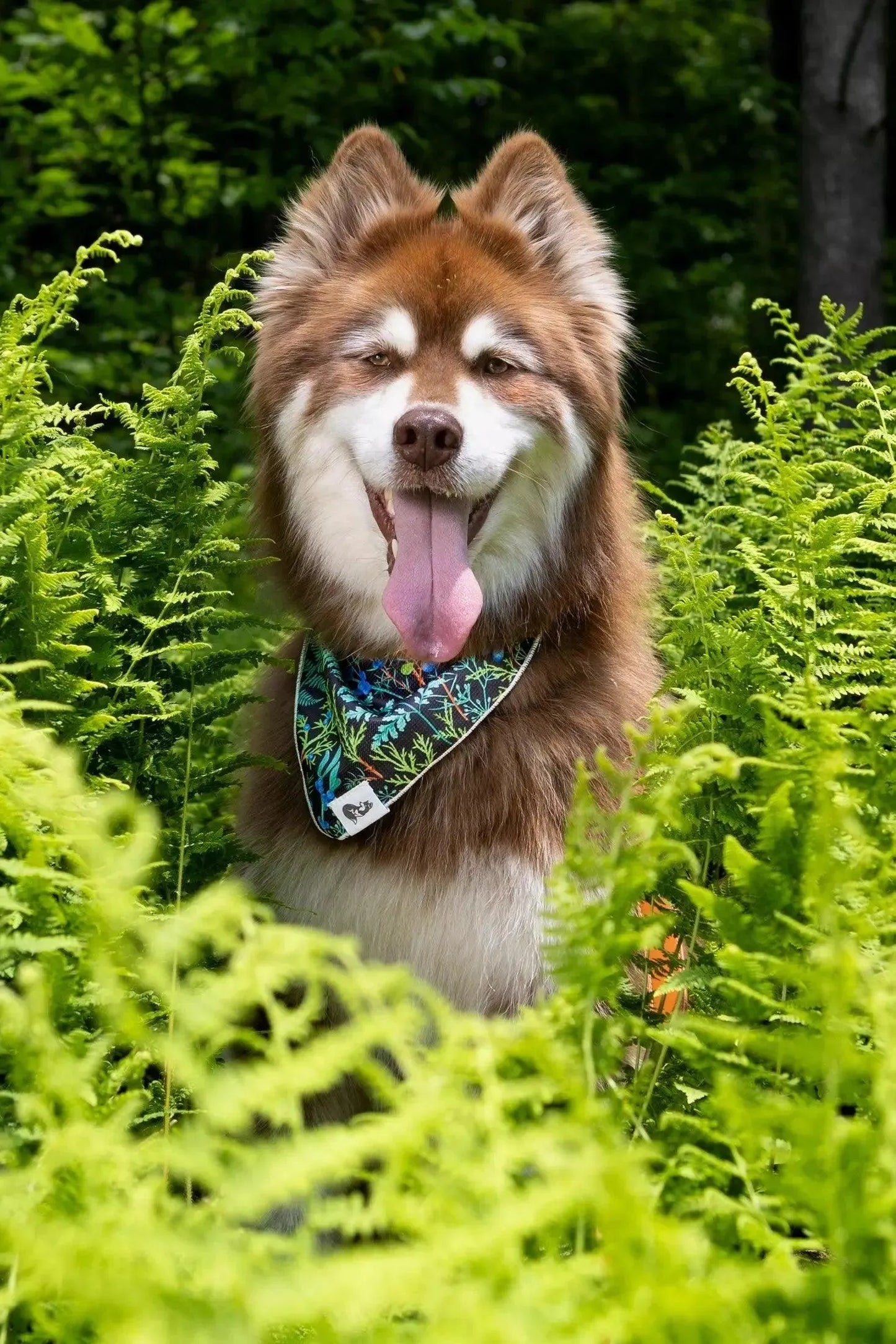 Magical Fern Forest Dog Bandana Matching Keychain Dog Pet - lifestyle view