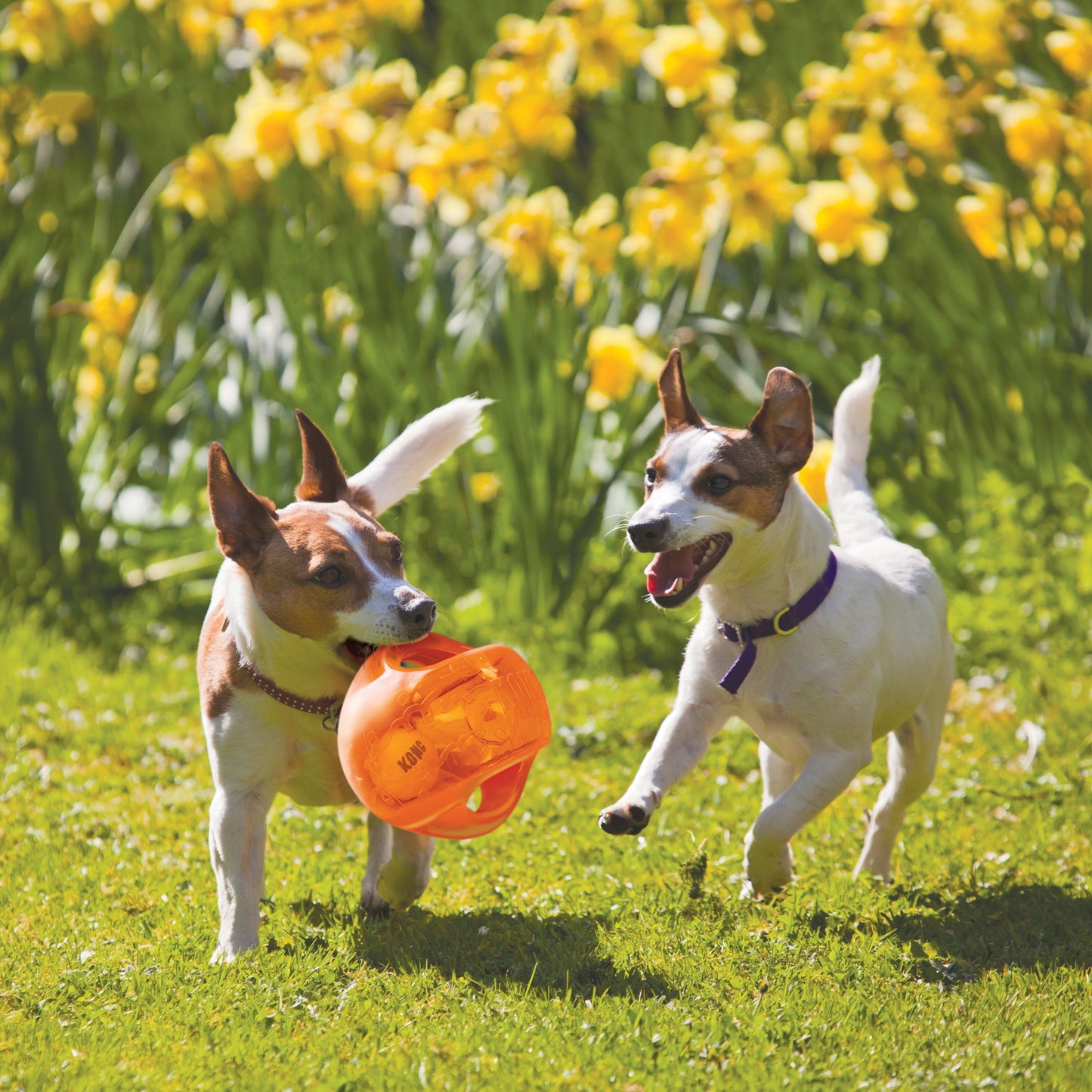 KONG Jumbler Ball Fetch Dog Toy Durable Play - lifestyle view