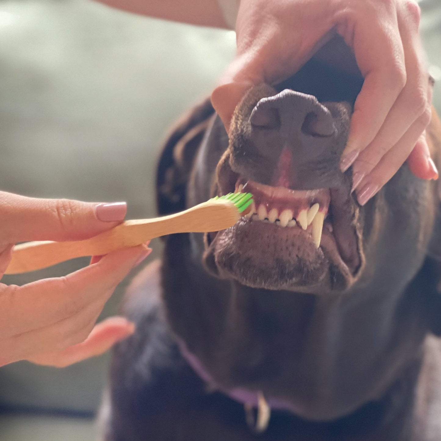 Tooth Gel and Bamboo Toothbrush for Large Dogs - Organic Dental Solutions� - gallery image 5