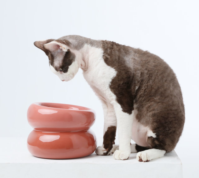 Souffle Pet Bowl Rose Pink Pet Feeding Hydration Supply - detail view