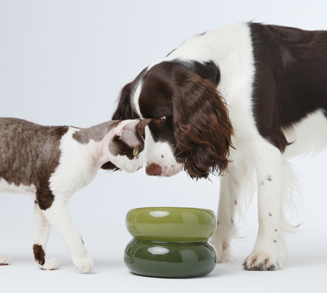 Pet Feeders & Bowls Adjustable Green Premium Pet Supply - lifestyle view