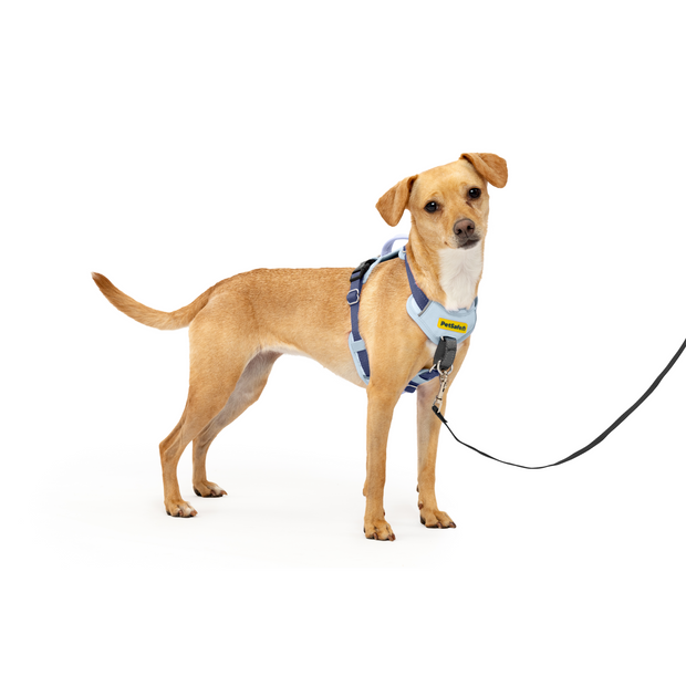 Petsafe Dog Easy Walk Comfort Harness Blue Adjustable Dog - main product image