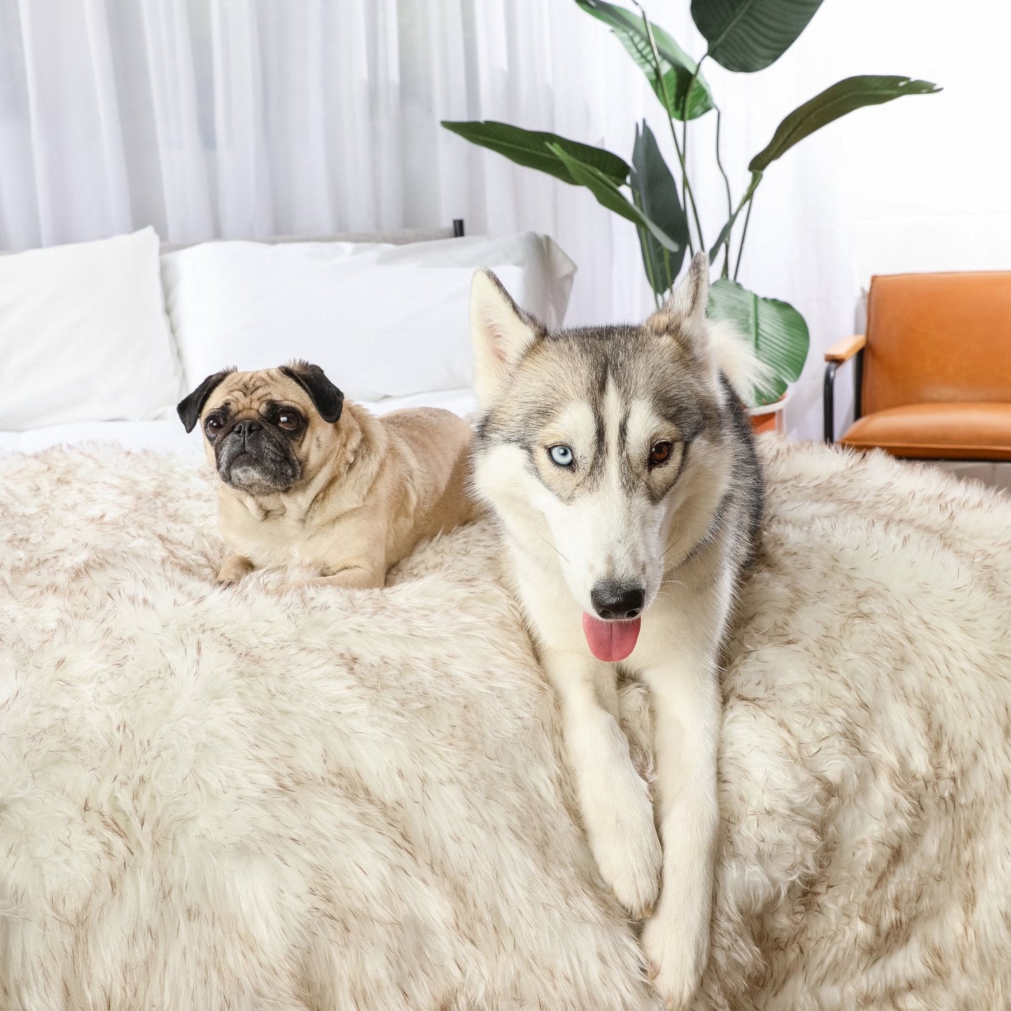 Pupprotector Waterproof Throw Blanket White With Brown Pet - lifestyle view