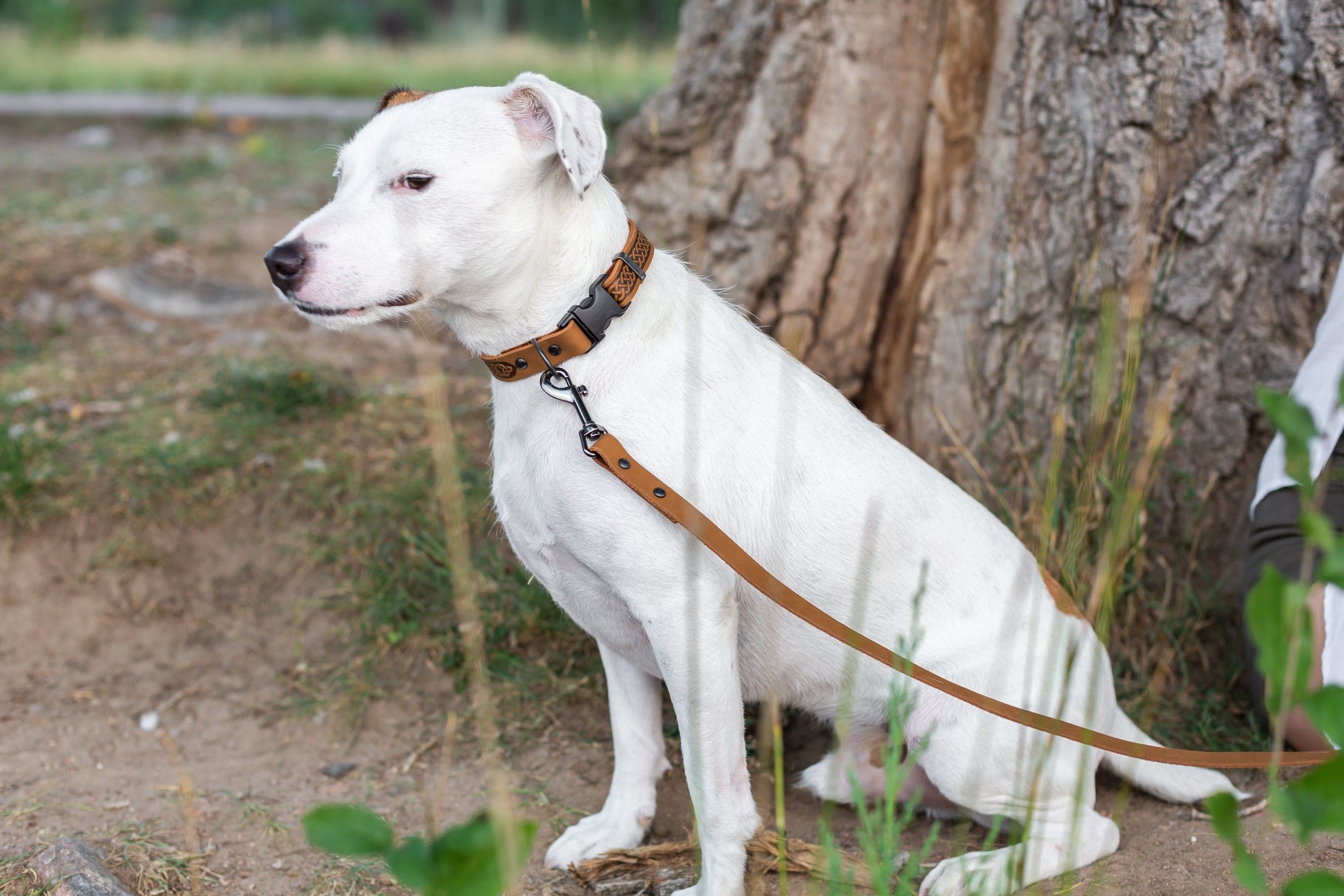 Dog Collar Celtic Sport Khaki Leather Collar for Daily Use main product image for dogs and cats