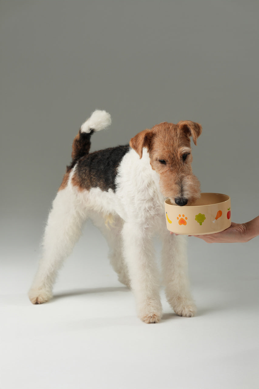 Nomnom Bowl Pet Feeding Hydration Supply Premium - gallery image 10