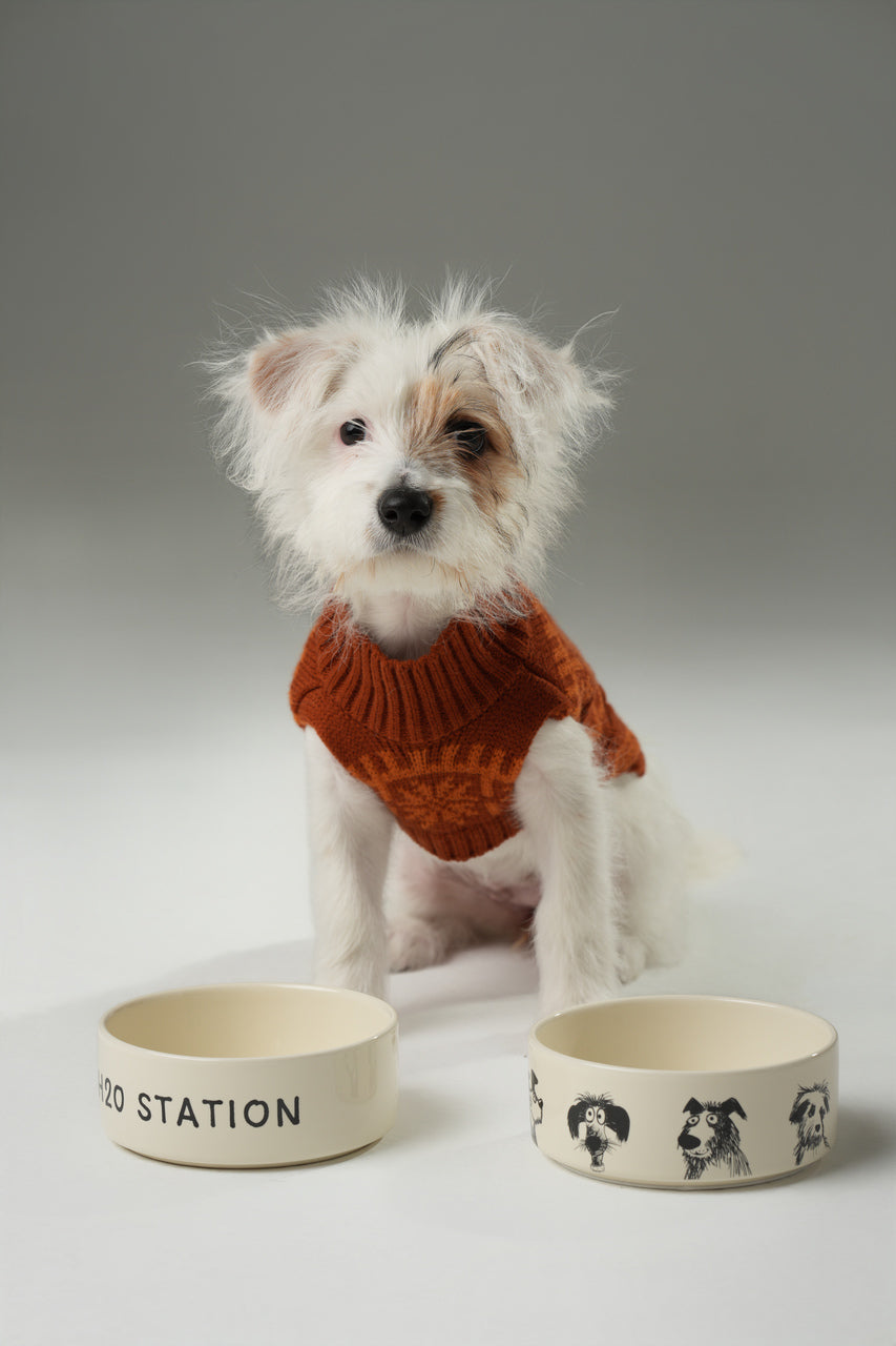 Derpy Bowl Pet Feeding Hydration Supply Premium - lifestyle view