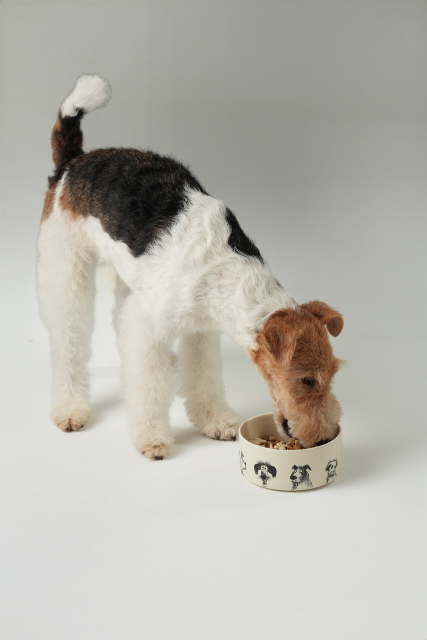 Derpy Bowl Pet Feeding Hydration Supply Premium - close up view