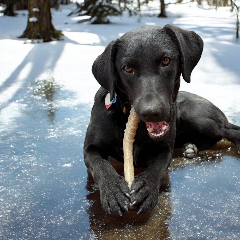 Hockey Stick Nylon Dog Chew Toy Ultra Durable For Aggressive - lifestyle view