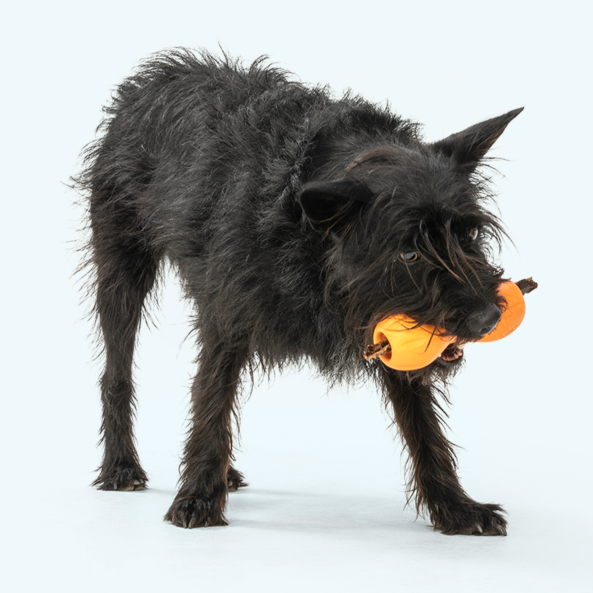 Qwizl Interactive Dog Toy Durable Play Premium - lifestyle view