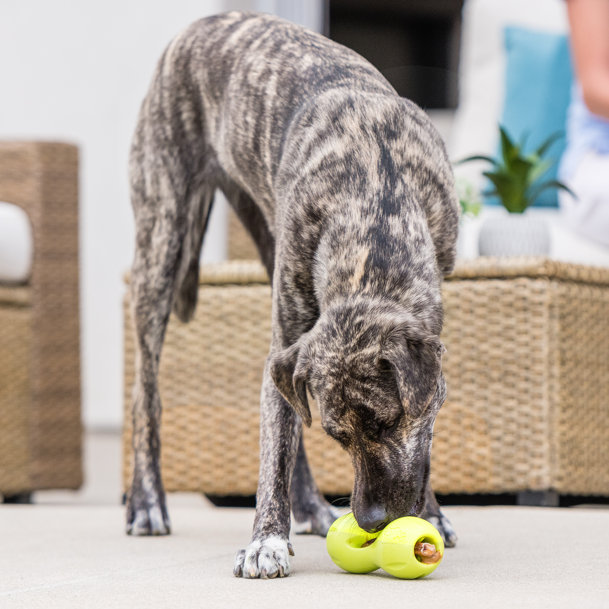 Qwizl Interactive Dog Toy Durable Play Premium - gallery image 5