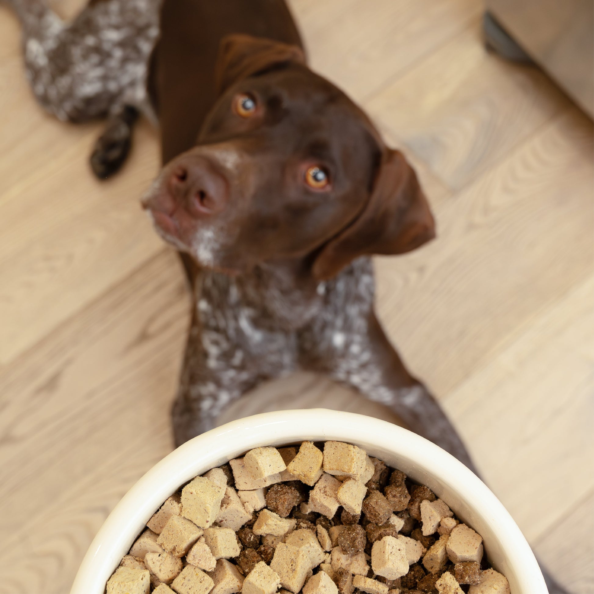 Dry Dog Food Chicken Meal Topper Daily Nutrition Boost - gallery image 5