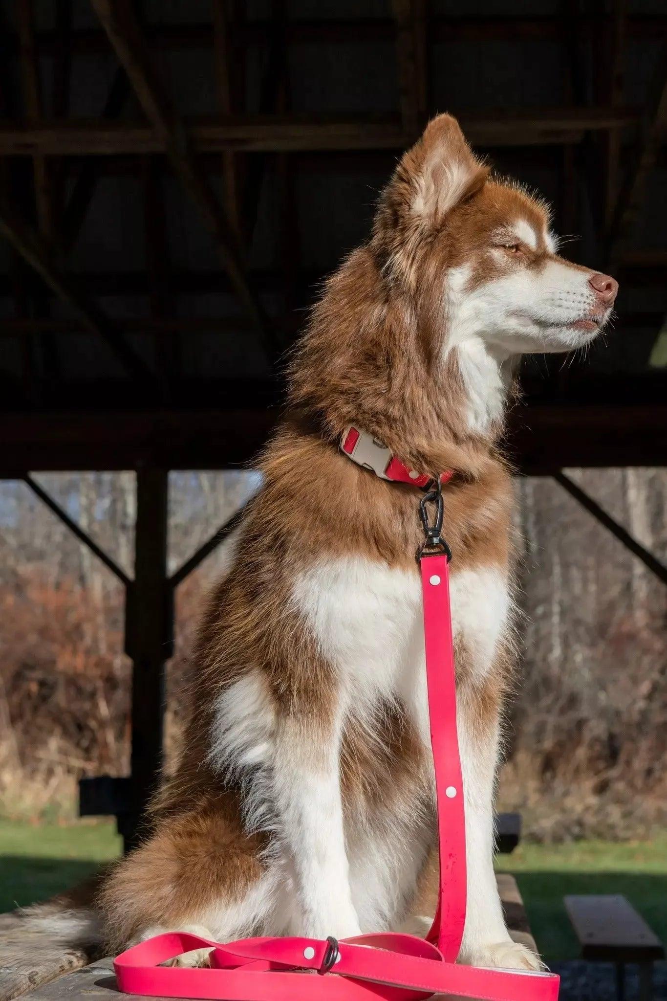 Dog Leashes Adjustable Walking Gear Adjustable Red Comfort - detail view