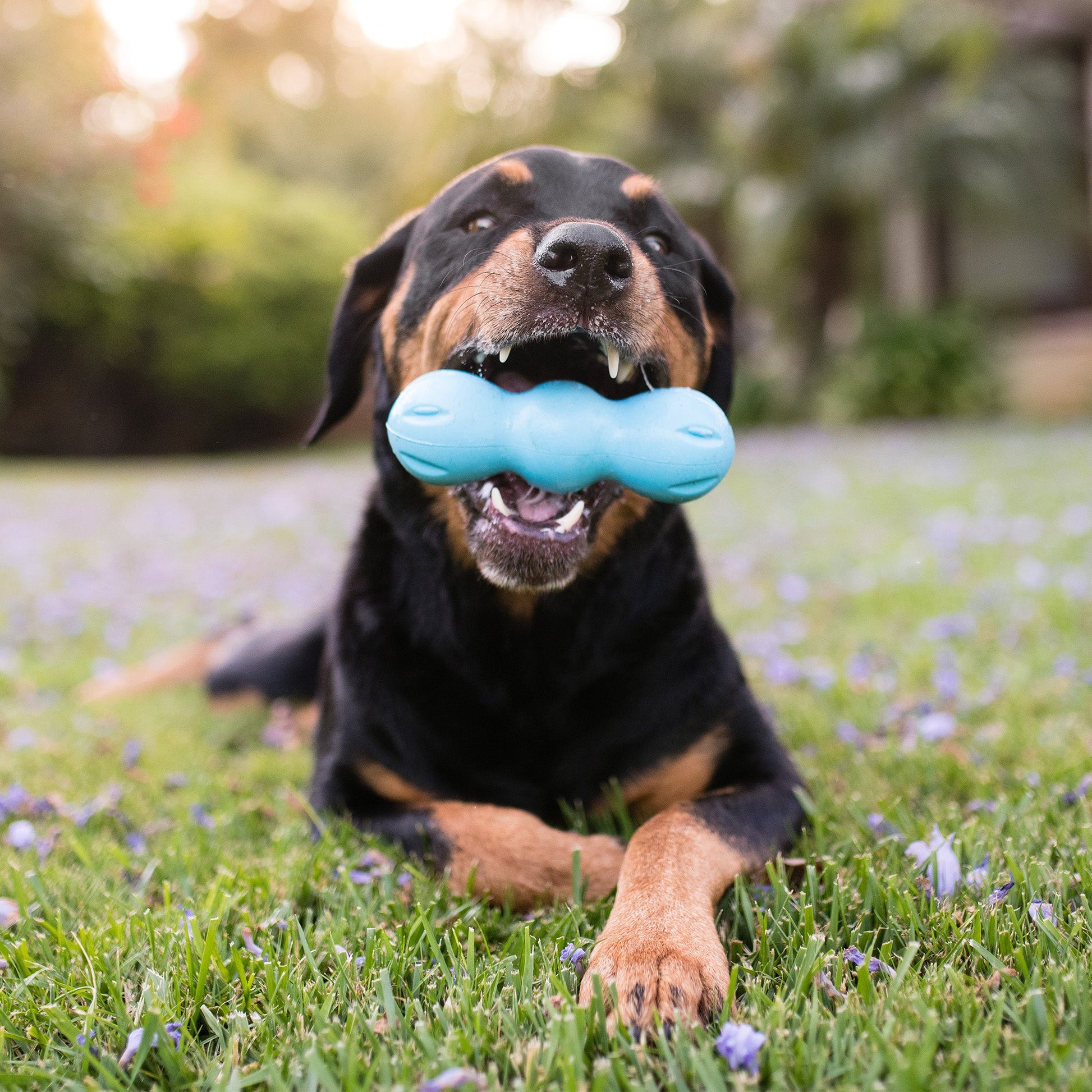 Dog Toy West Paw Rumpus Durable Chew Toy Interactive - gallery image 5