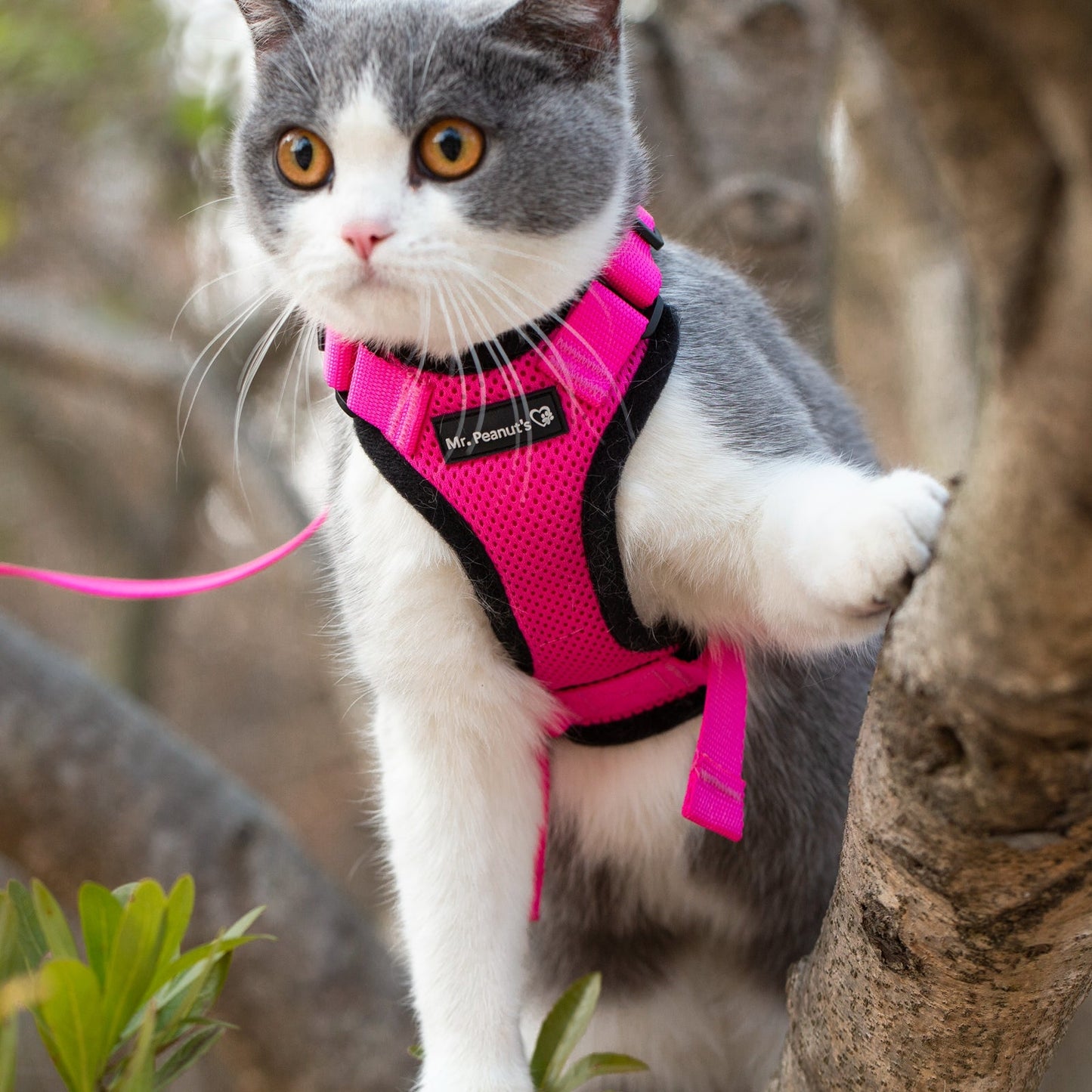 Mr. Peanut's PurrTrek Reflective Cat Harness with Matching Leash - gallery image 18