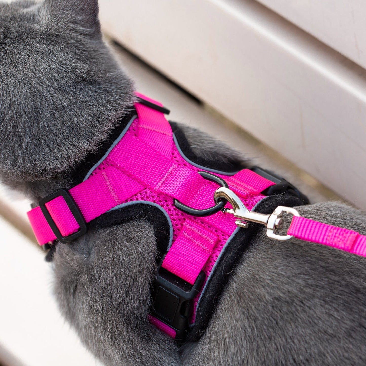 Mr. Peanut's PurrTrek Reflective Cat Harness with Matching Leash - gallery image 19