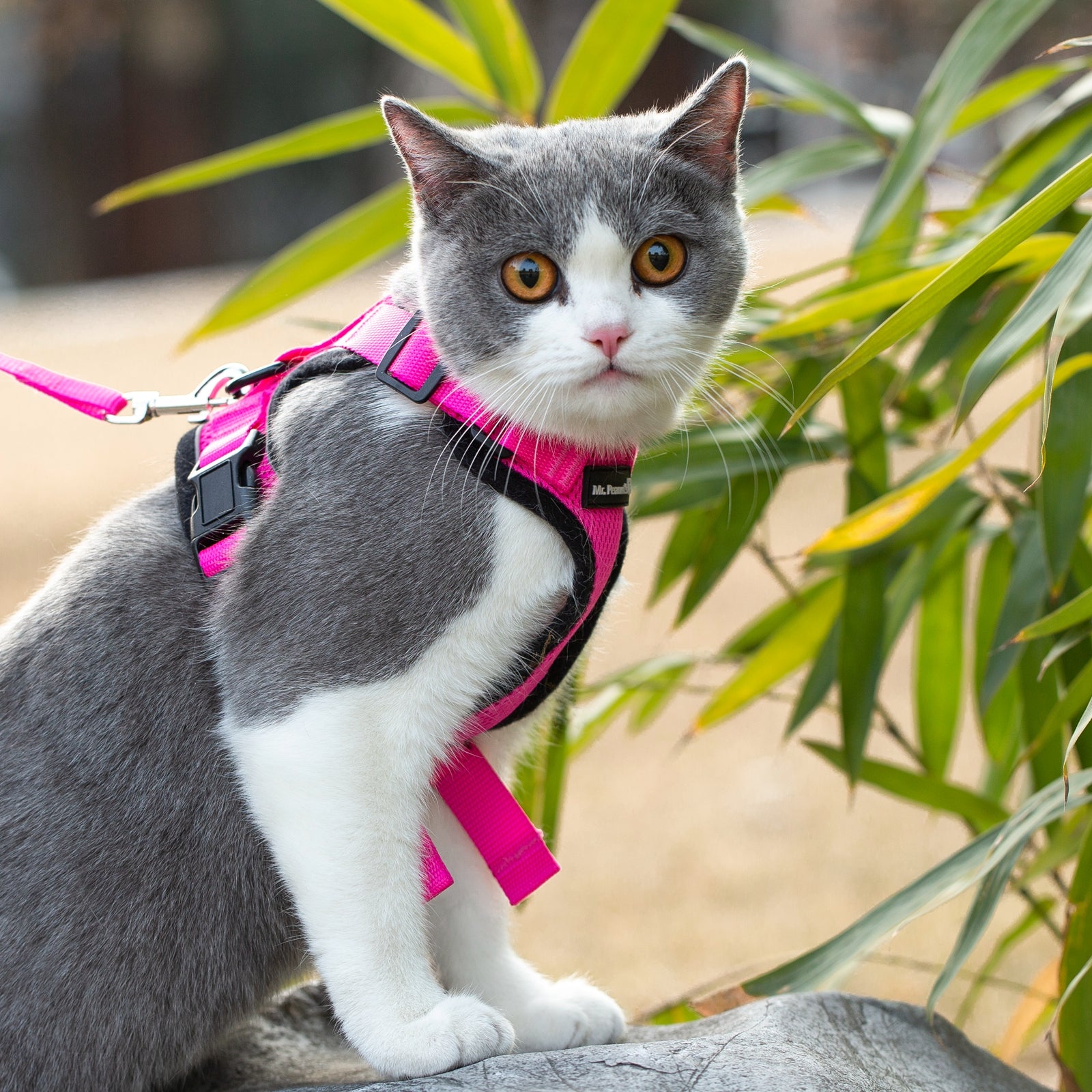 Mr. Peanut's PurrTrek Reflective Cat Harness with Matching Leash - gallery image 20