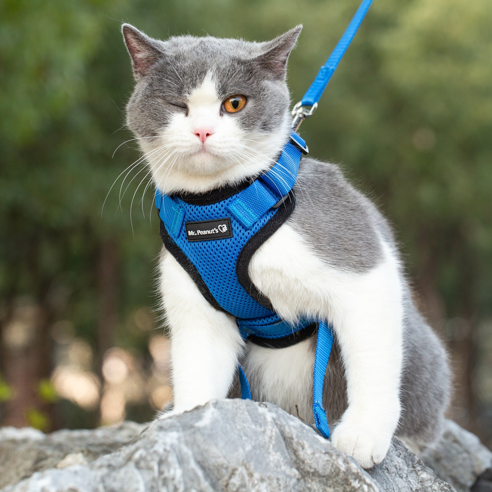 Mr. Peanut's PurrTrek Reflective Cat Harness with Matching Leash - gallery image 12