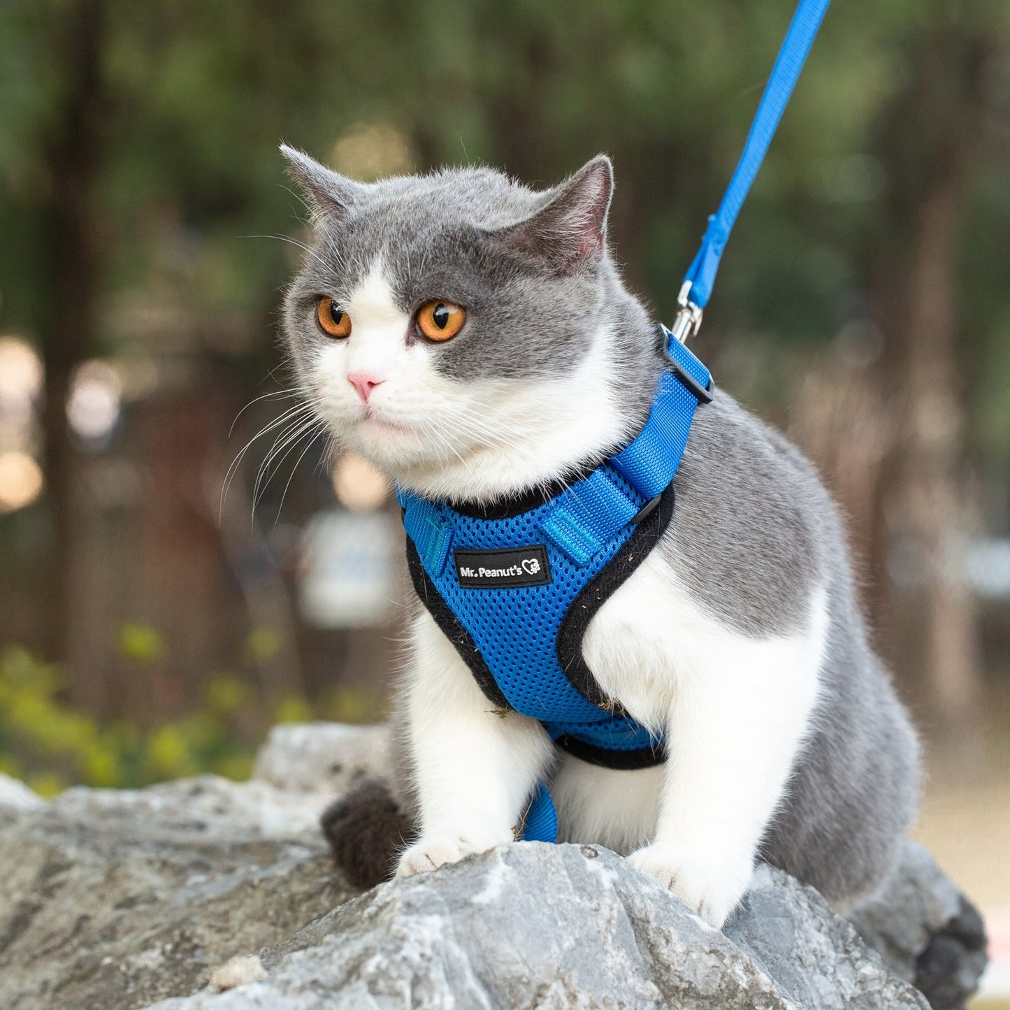 Mr. Peanut's PurrTrek Reflective Cat Harness with Matching Leash - gallery image 13