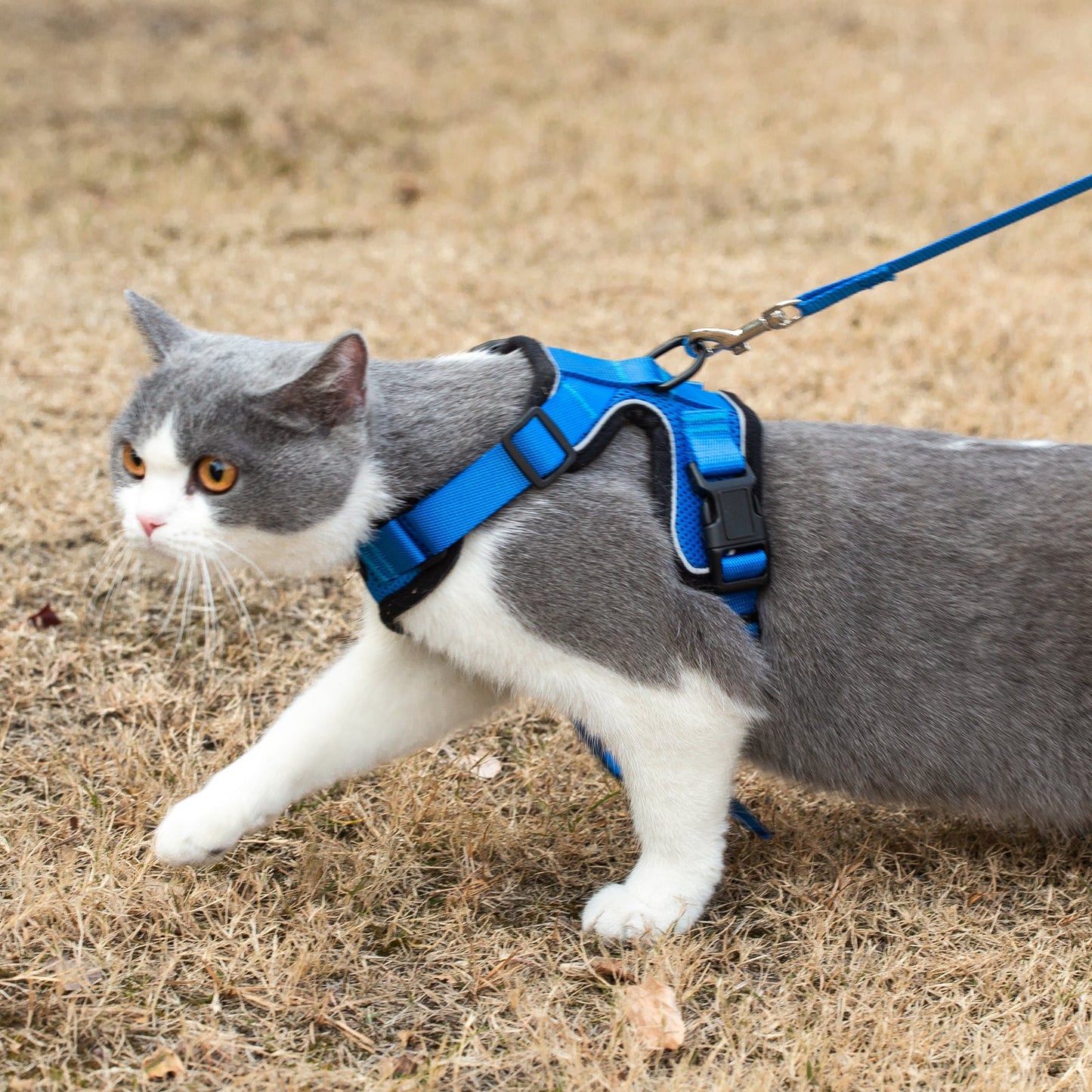 Mr. Peanut's PurrTrek Reflective Cat Harness with Matching Leash - gallery image 15