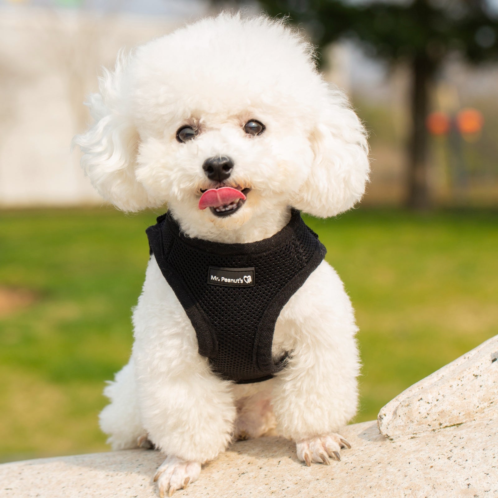 Mr. Peanut's PupTrek Soft Mesh Pet Harness with Matching Leash - Adjustable, Breathable, Choke-Free - gallery image 46