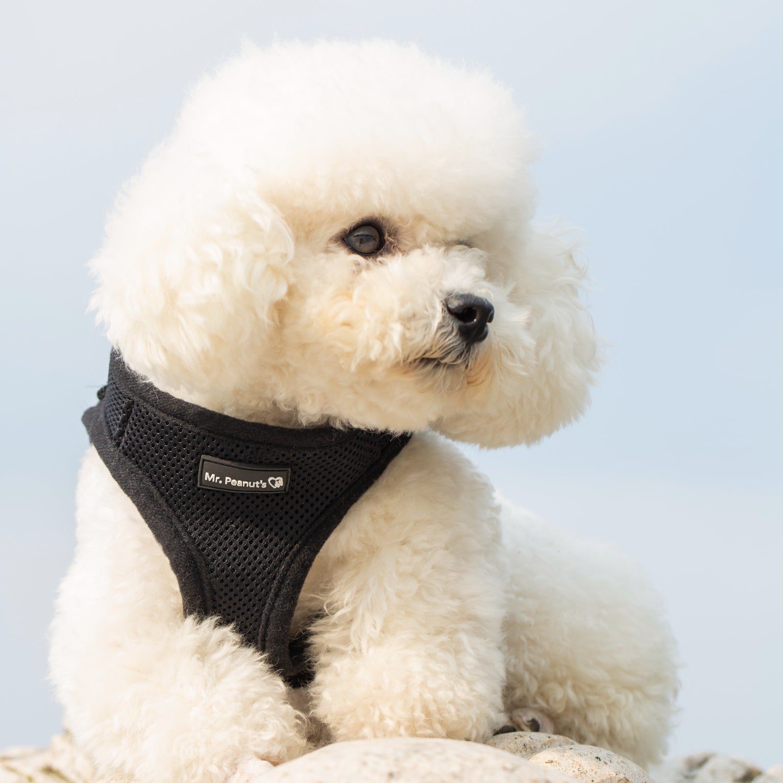 Mr. Peanut's PupTrek Soft Mesh Pet Harness with Matching Leash - Adjustable, Breathable, Choke-Free - gallery image 24