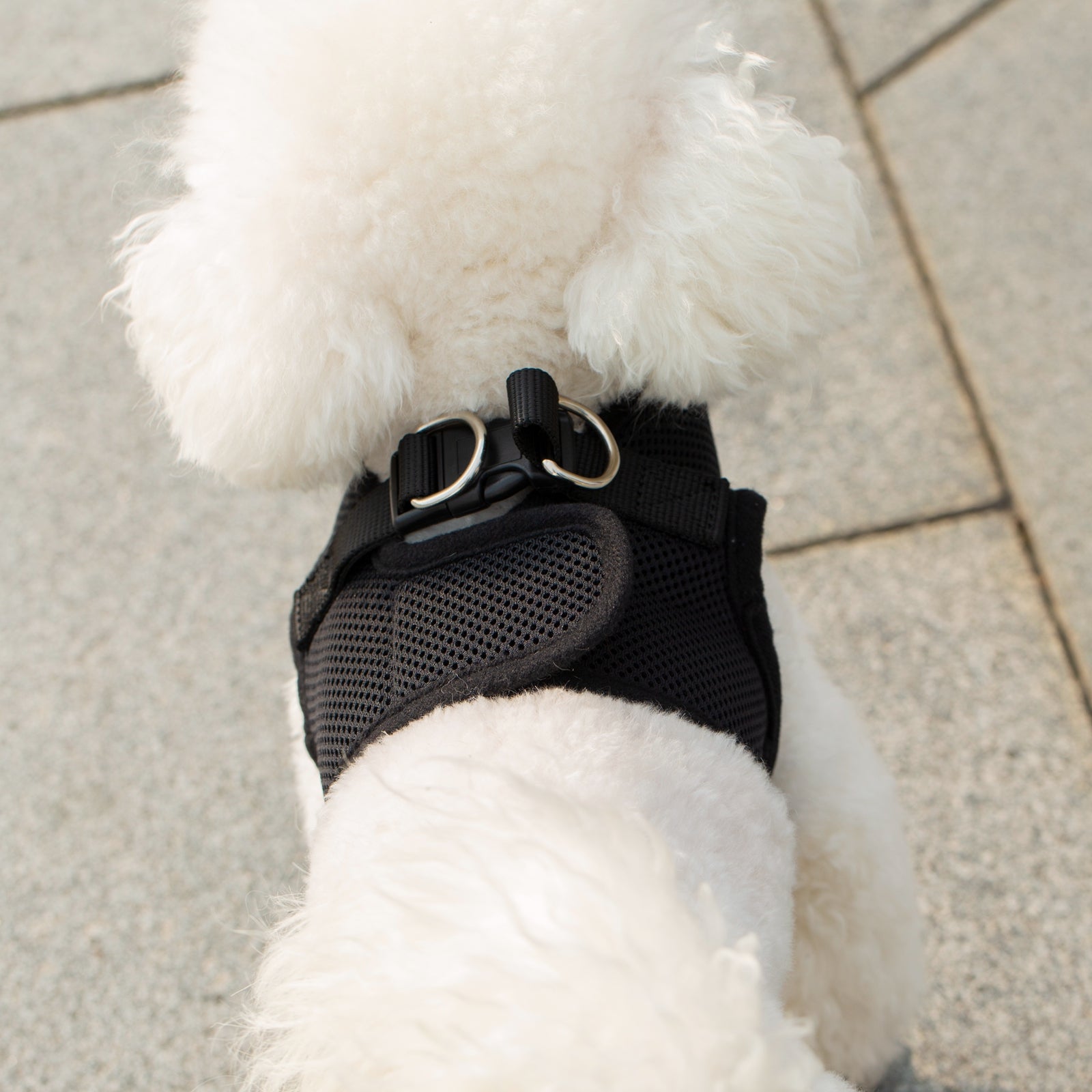Mr. Peanut's PupTrek Soft Mesh Pet Harness with Matching Leash - Adjustable, Breathable, Choke-Free - gallery image 36