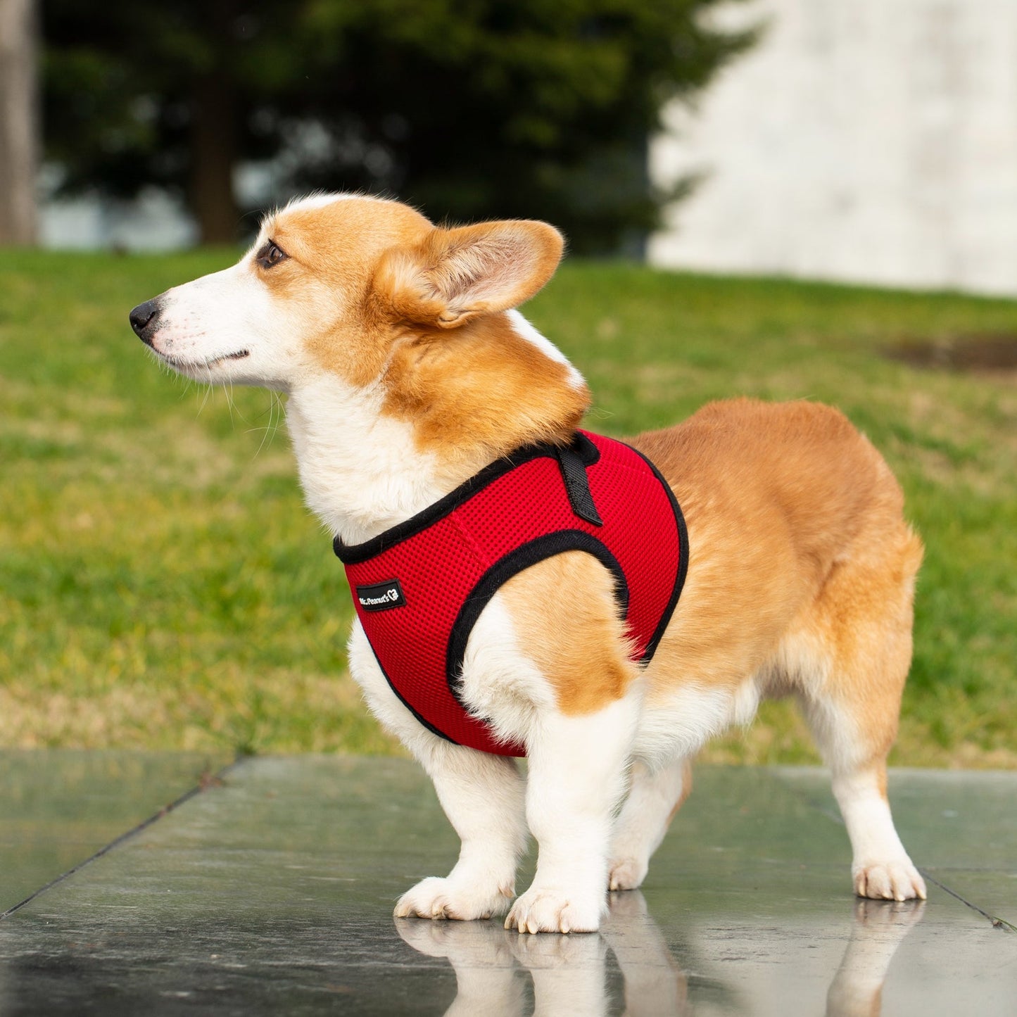 Mr. Peanut's PupTrek Soft Mesh Pet Harness with Matching Leash - Adjustable, Breathable, Choke-Free - gallery image 30