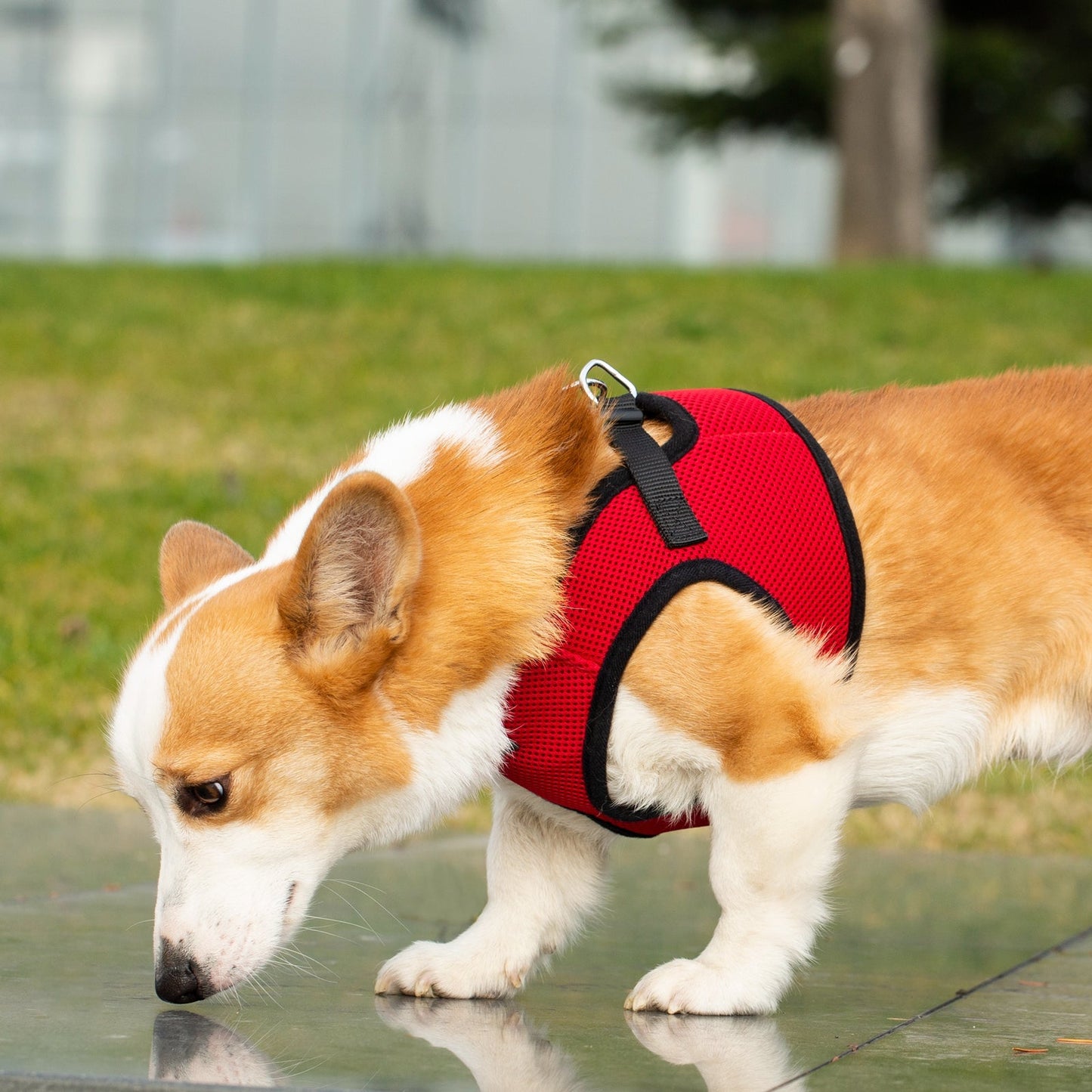 Mr. Peanut's PupTrek Soft Mesh Pet Harness with Matching Leash - Adjustable, Breathable, Choke-Free - gallery image 31