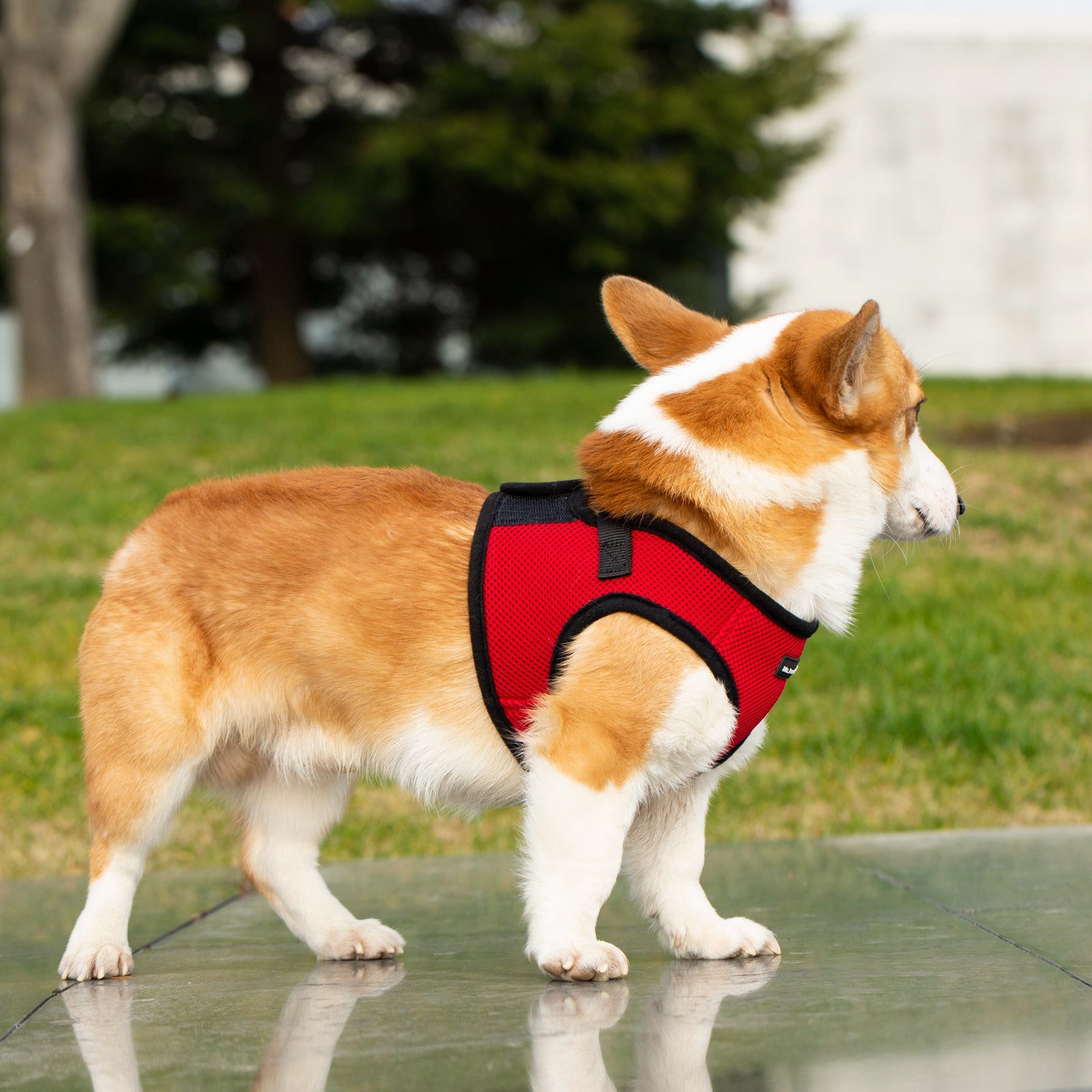 Mr. Peanut's PupTrek Soft Mesh Pet Harness with Matching Leash - Adjustable, Breathable, Choke-Free - gallery image 32