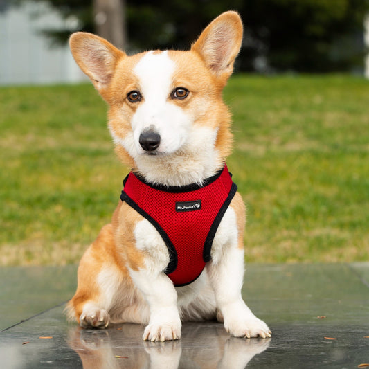 Mr. Peanut's PupTrek Soft Mesh Pet Harness with Matching Leash - Adjustable, Breathable, Choke-Free - main product image