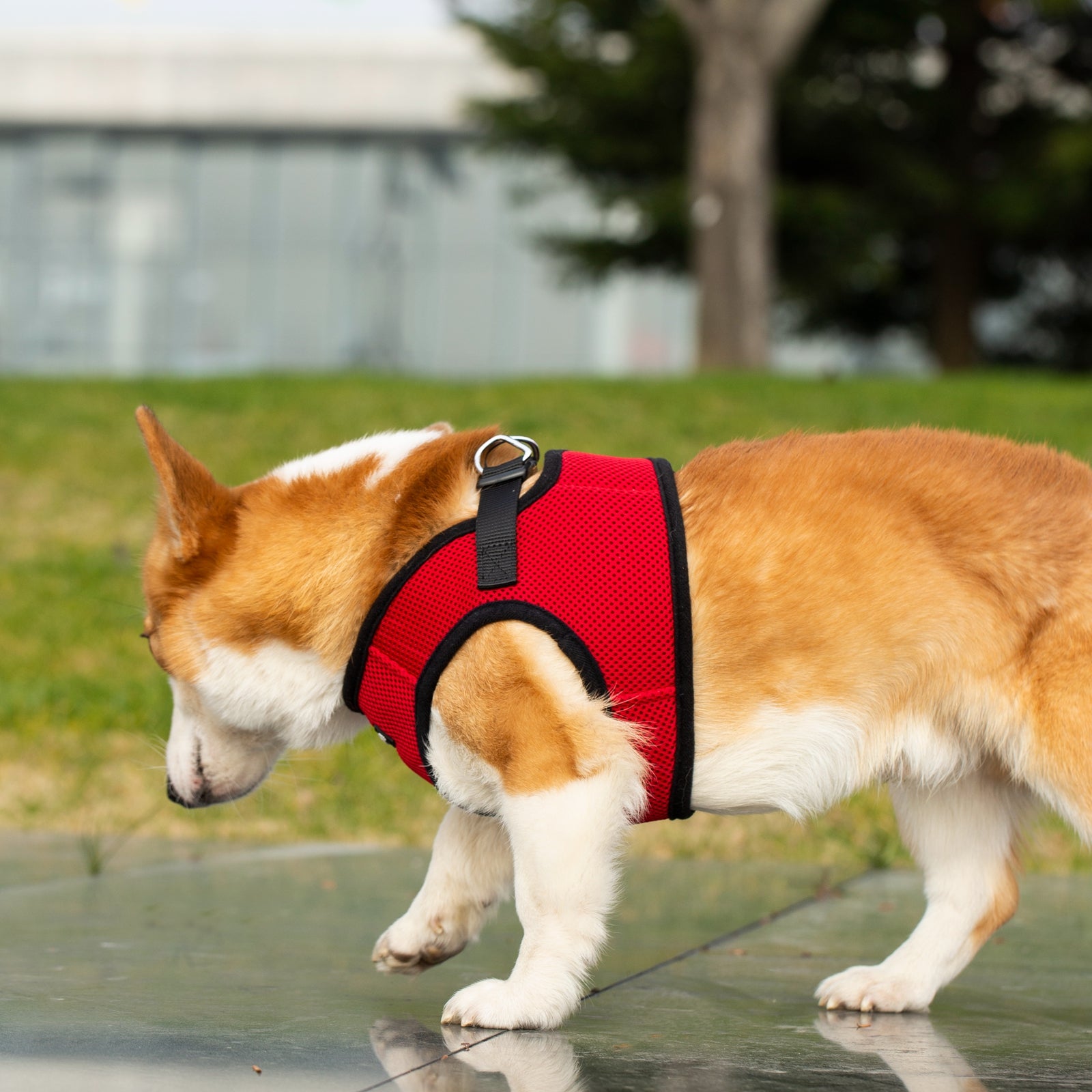 Mr. Peanut's PupTrek Soft Mesh Pet Harness with Matching Leash - Adjustable, Breathable, Choke-Free - gallery image 18