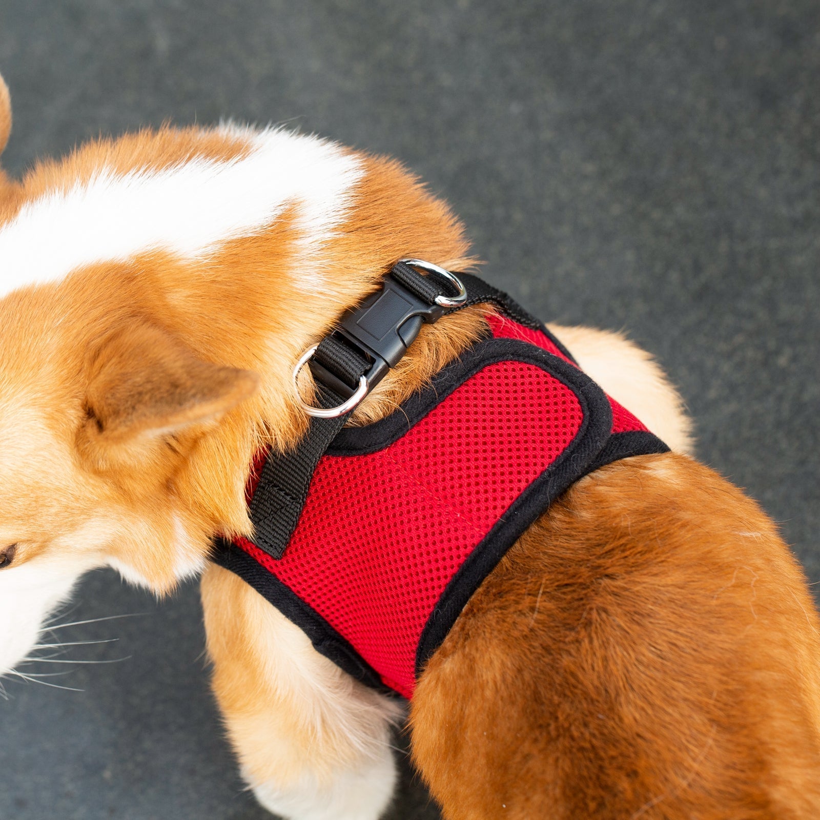 Mr. Peanut's PupTrek Soft Mesh Pet Harness with Matching Leash - Adjustable, Breathable, Choke-Free - gallery image 33