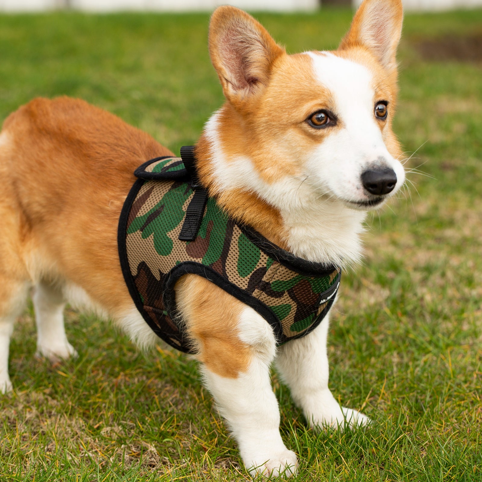 Mr. Peanut's PupTrek Soft Mesh Pet Harness with Matching Leash - Adjustable, Breathable, Choke-Free - gallery image 13