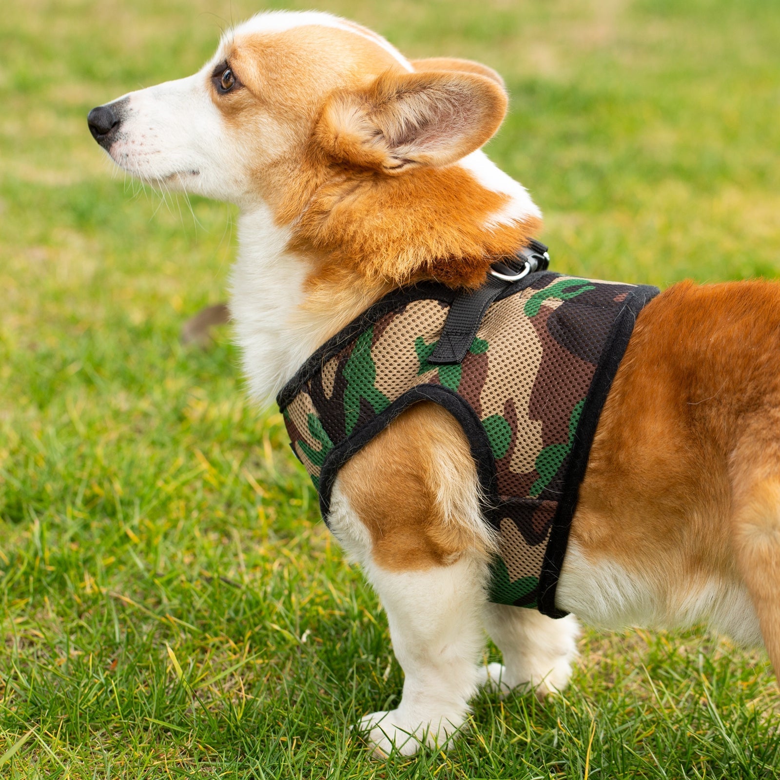 Mr. Peanut's PupTrek Soft Mesh Pet Harness with Matching Leash - Adjustable, Breathable, Choke-Free - gallery image 23