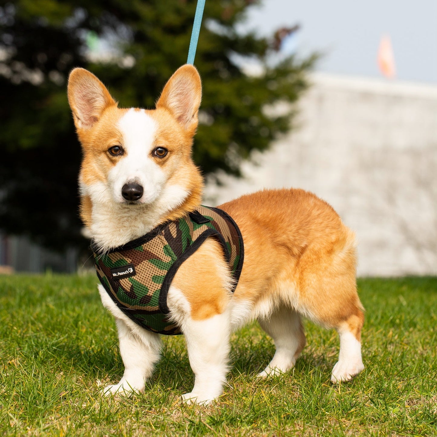 Mr. Peanut's PupTrek Soft Mesh Pet Harness with Matching Leash - Adjustable, Breathable, Choke-Free - gallery image 11