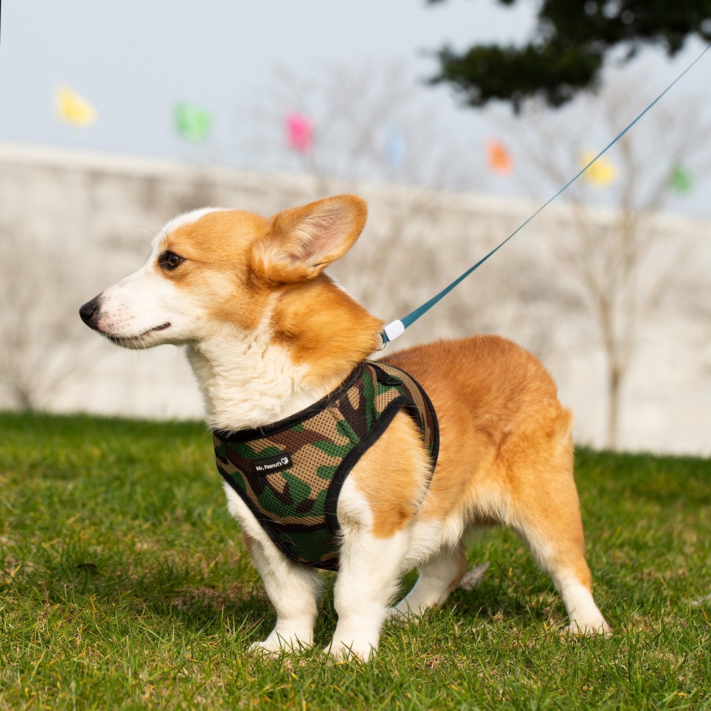 Mr. Peanut's PupTrek Soft Mesh Pet Harness with Matching Leash - Adjustable, Breathable, Choke-Free - gallery image 28