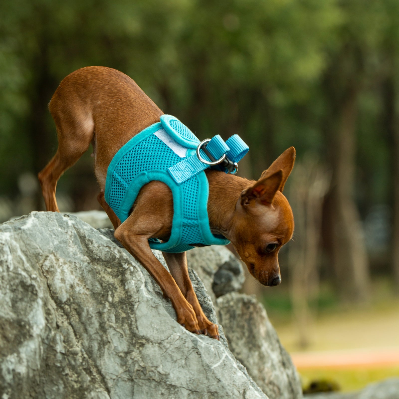 Mr. Peanut's PupTrek Soft Mesh Pet Harness with Matching Leash - Adjustable, Breathable, Choke-Free - gallery image 27