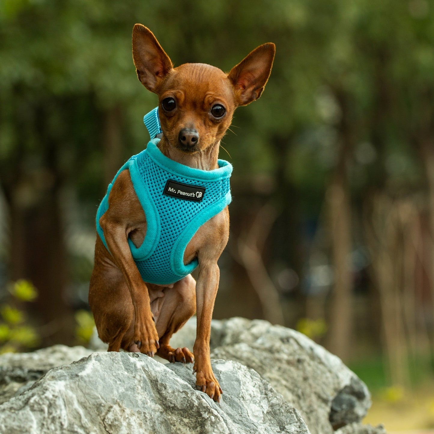 Mr. Peanut's PupTrek Soft Mesh Pet Harness with Matching Leash - Adjustable, Breathable, Choke-Free - gallery image 21