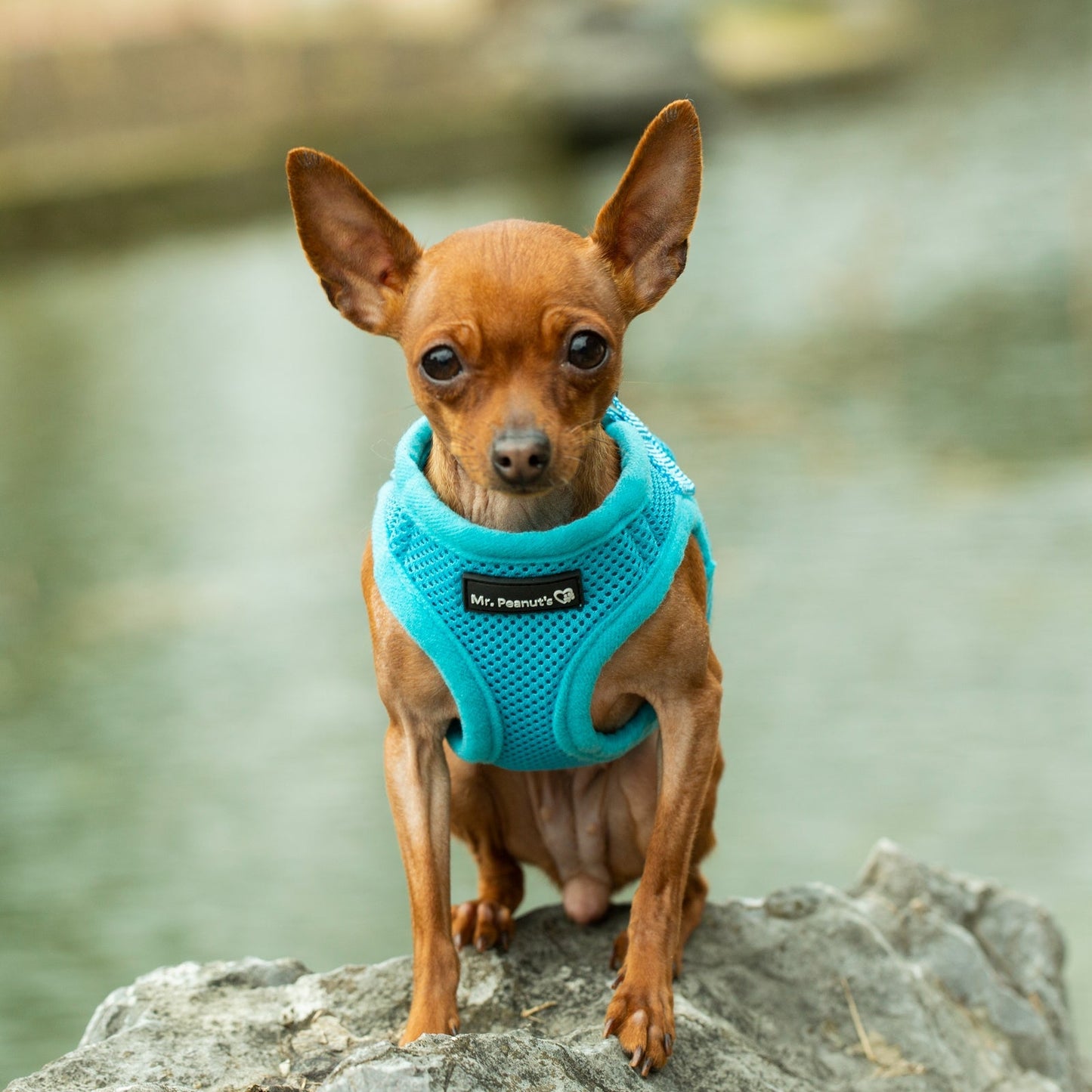 Mr. Peanut's PupTrek Soft Mesh Pet Harness with Matching Leash - Adjustable, Breathable, Choke-Free - gallery image 16
