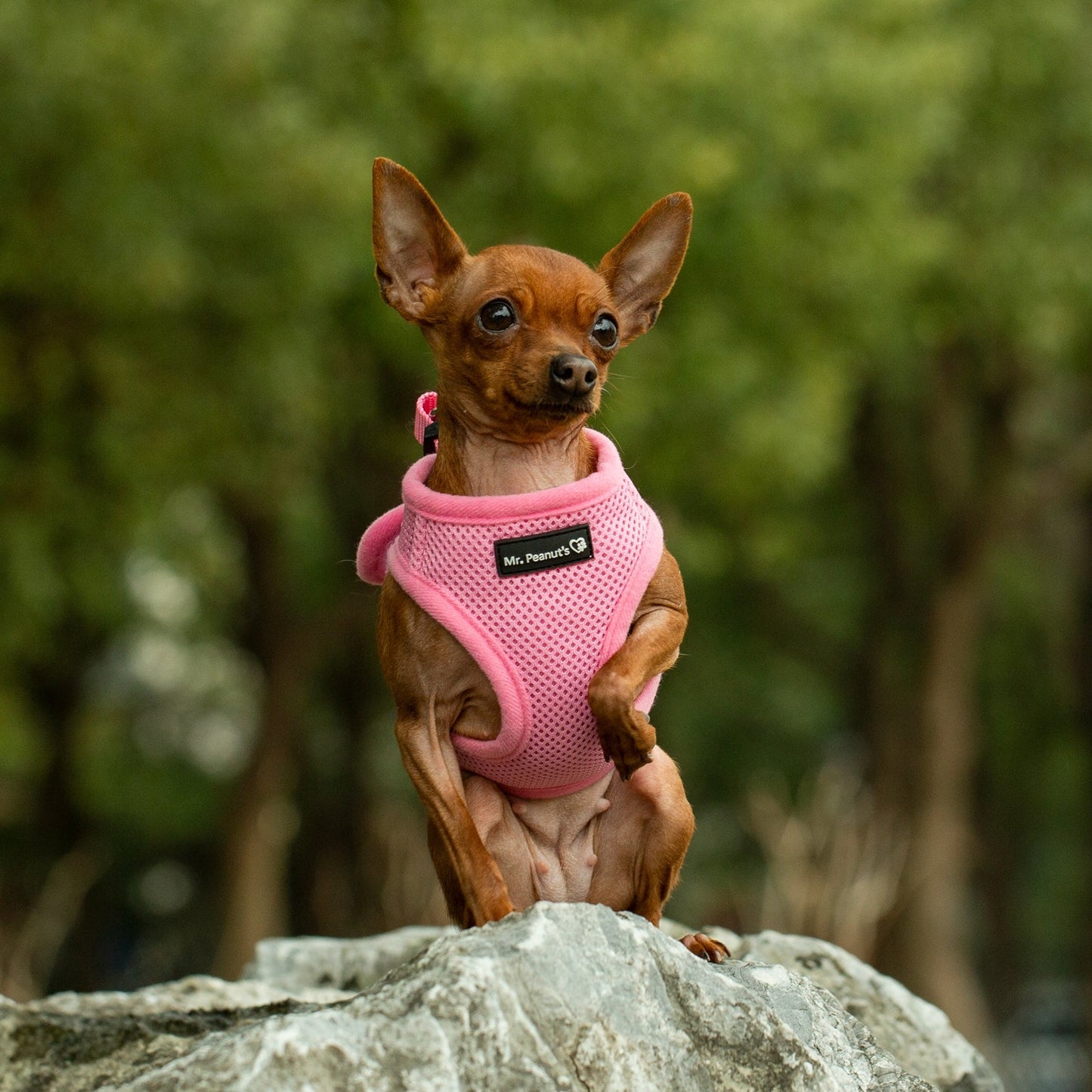 Mr. Peanut's PupTrek Soft Mesh Pet Harness with Matching Leash - Adjustable, Breathable, Choke-Free - gallery image 14