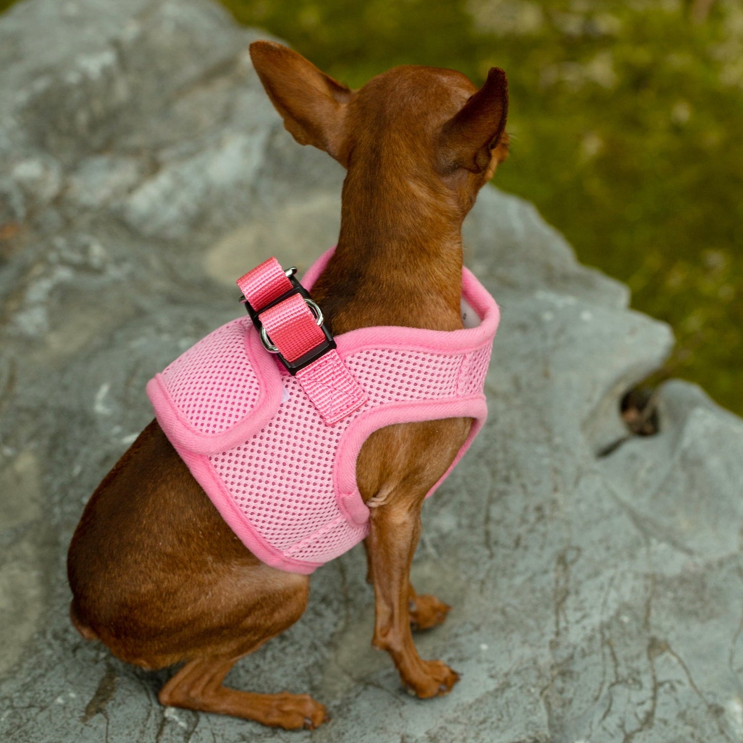 Mr. Peanut's PupTrek Soft Mesh Pet Harness with Matching Leash - Adjustable, Breathable, Choke-Free - gallery image 35