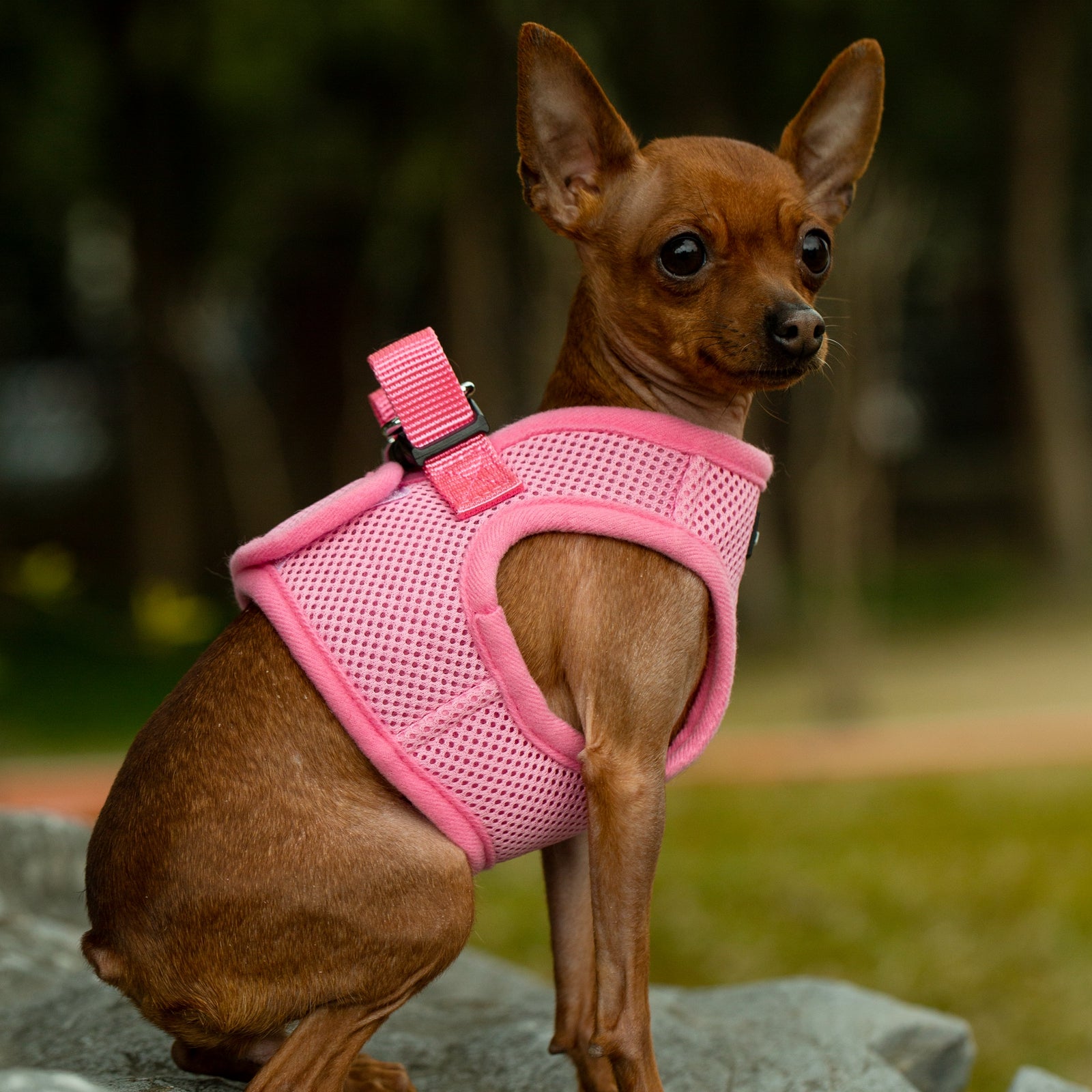 Mr. Peanut's PupTrek Soft Mesh Pet Harness with Matching Leash - Adjustable, Breathable, Choke-Free - gallery image 29