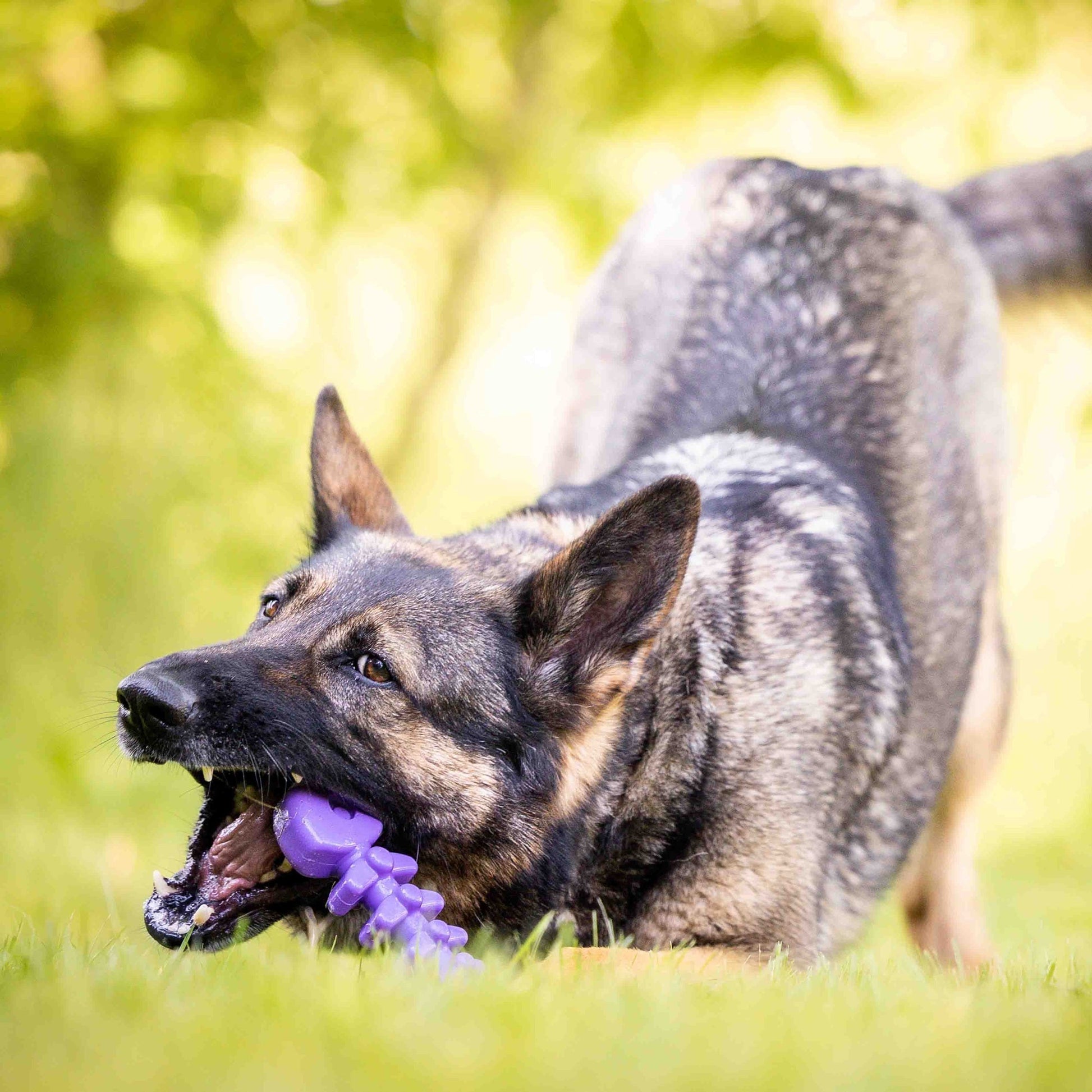 Fish Bone Nylon Dog Toy For Aggressive Chewers USA Made Dog - detail view