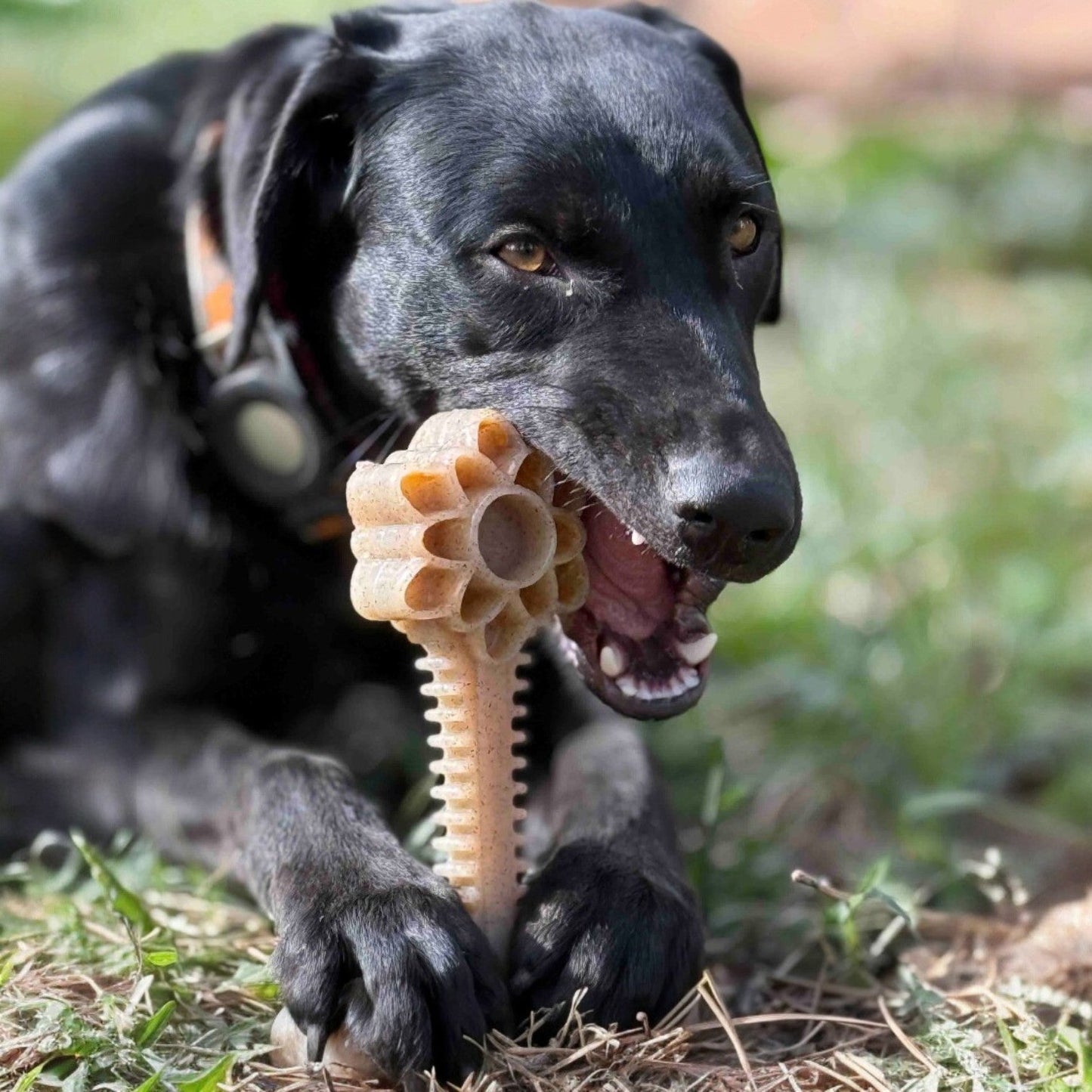 Honey Bone Dental Flower Tower Indestructible Nylon Dog Chew - detail view
