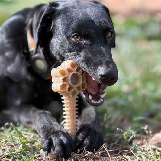 Honey Bone Dental Flower Tower Indestructible Nylon Dog Chew - detail view